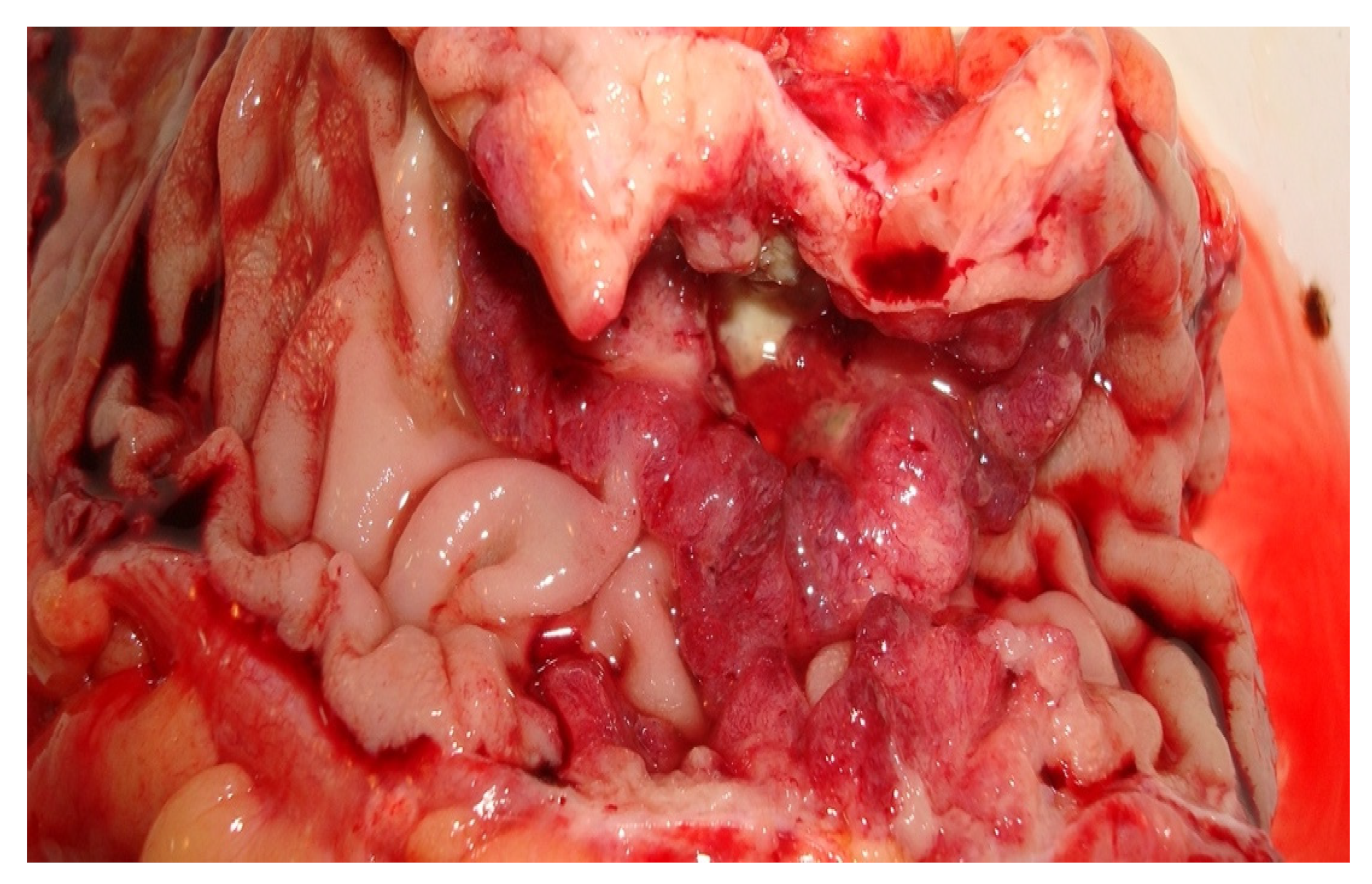 Medicina 59 00156 g001