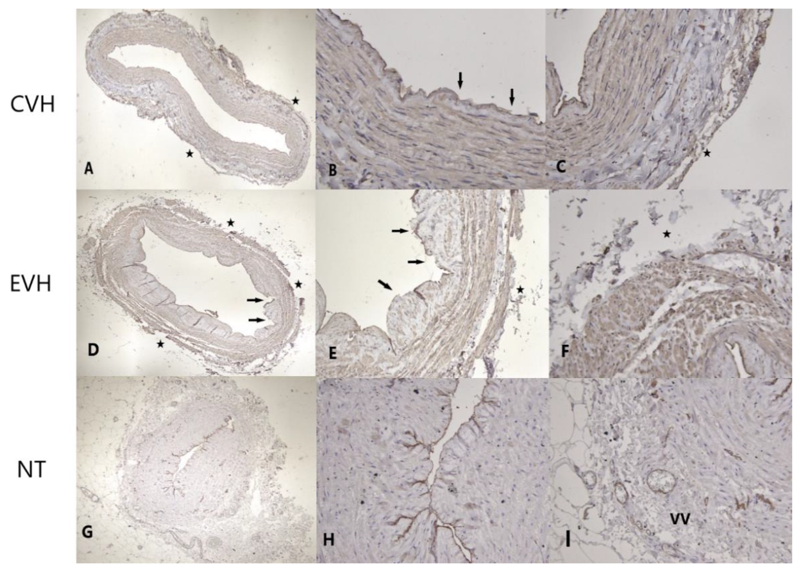Medicina 59 00217 g004