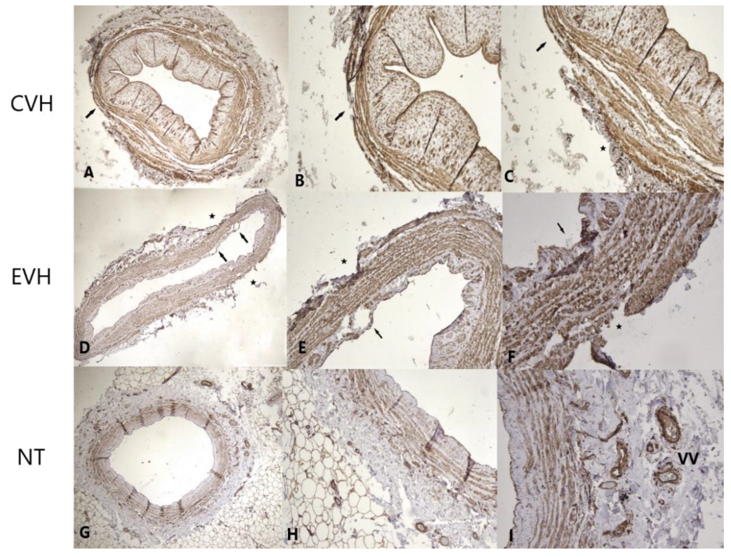 Medicina 59 00217 g006