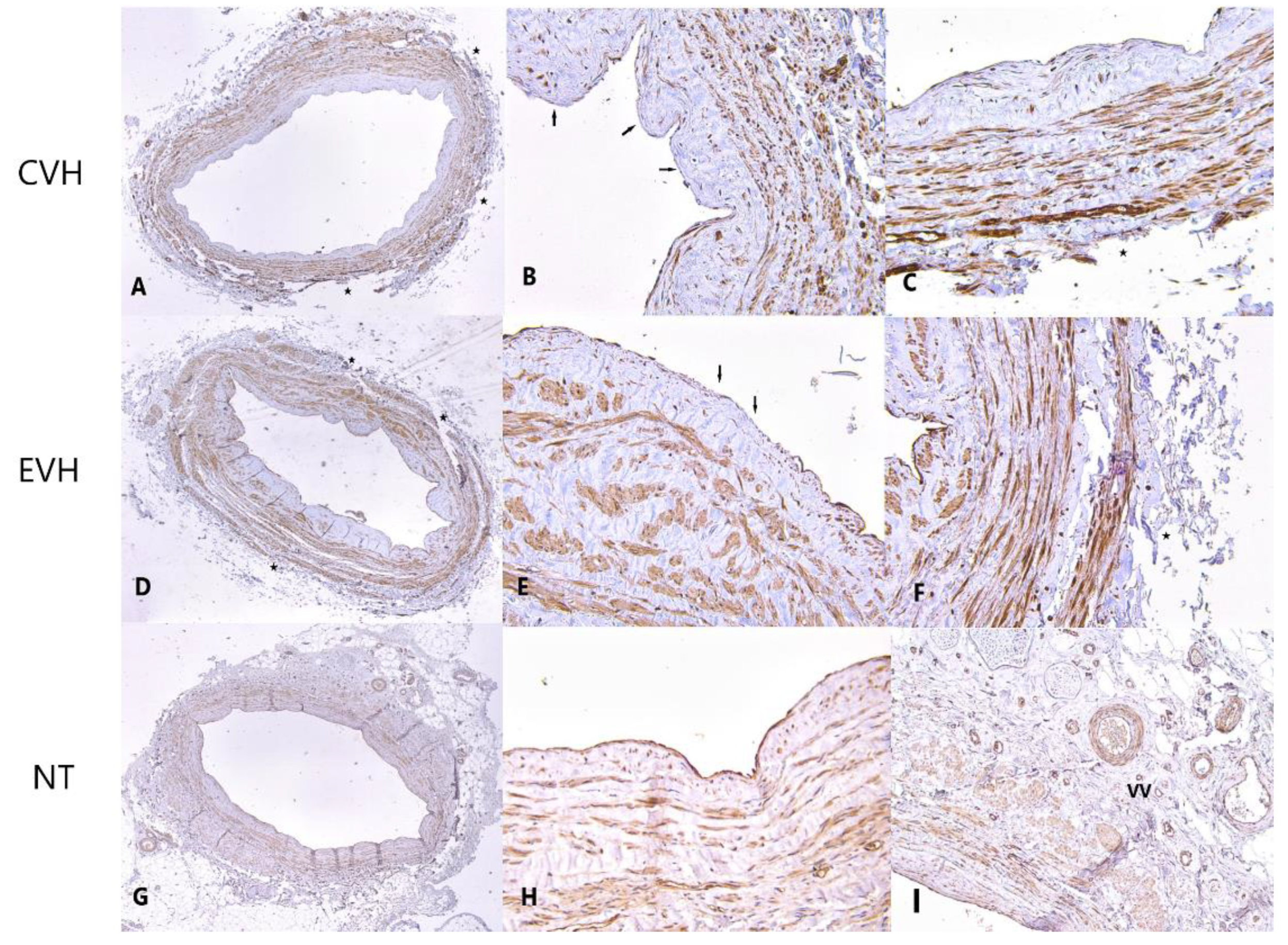 Medicina 59 00217 g007
