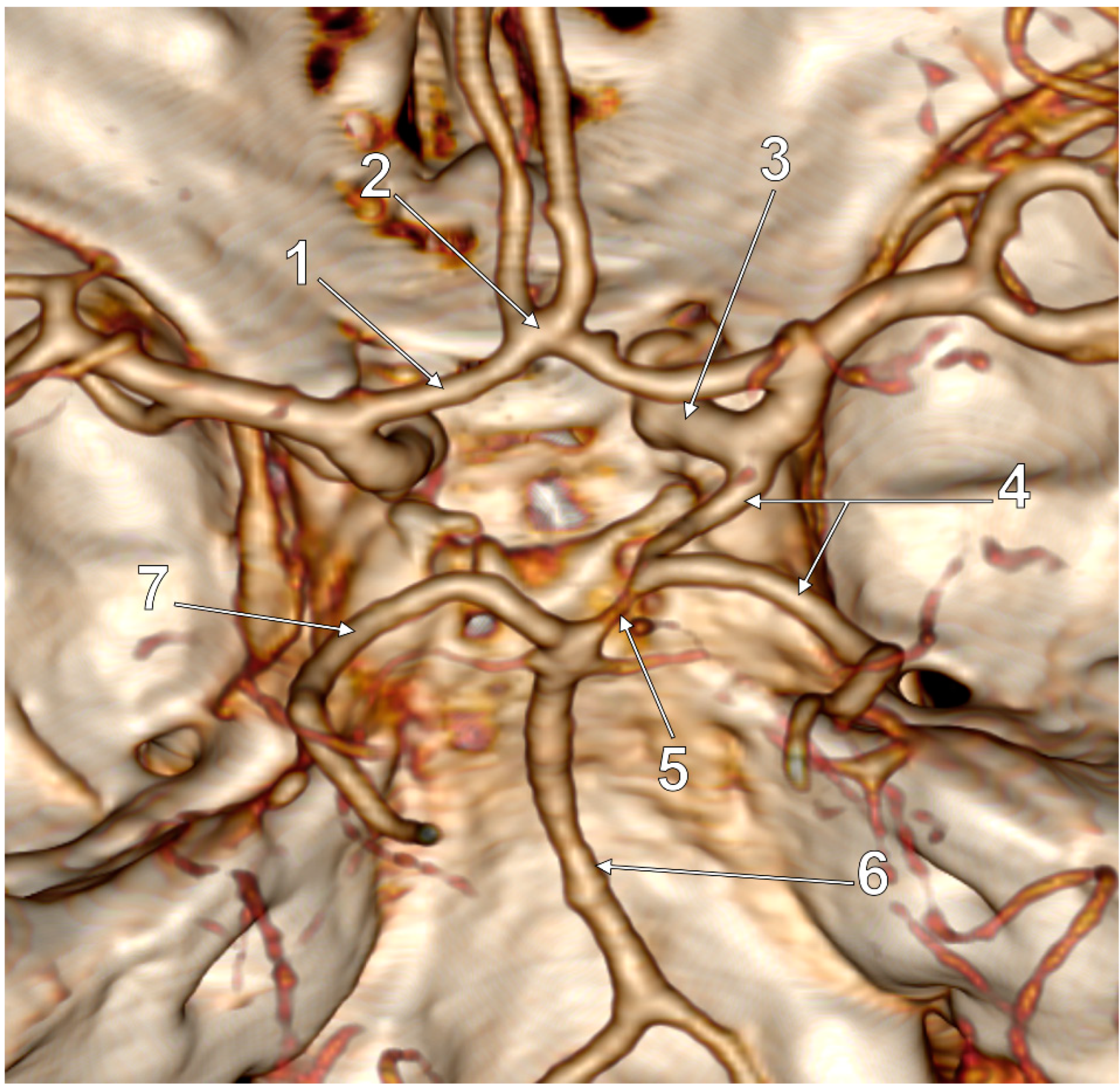 Medicina 59 00231 g002