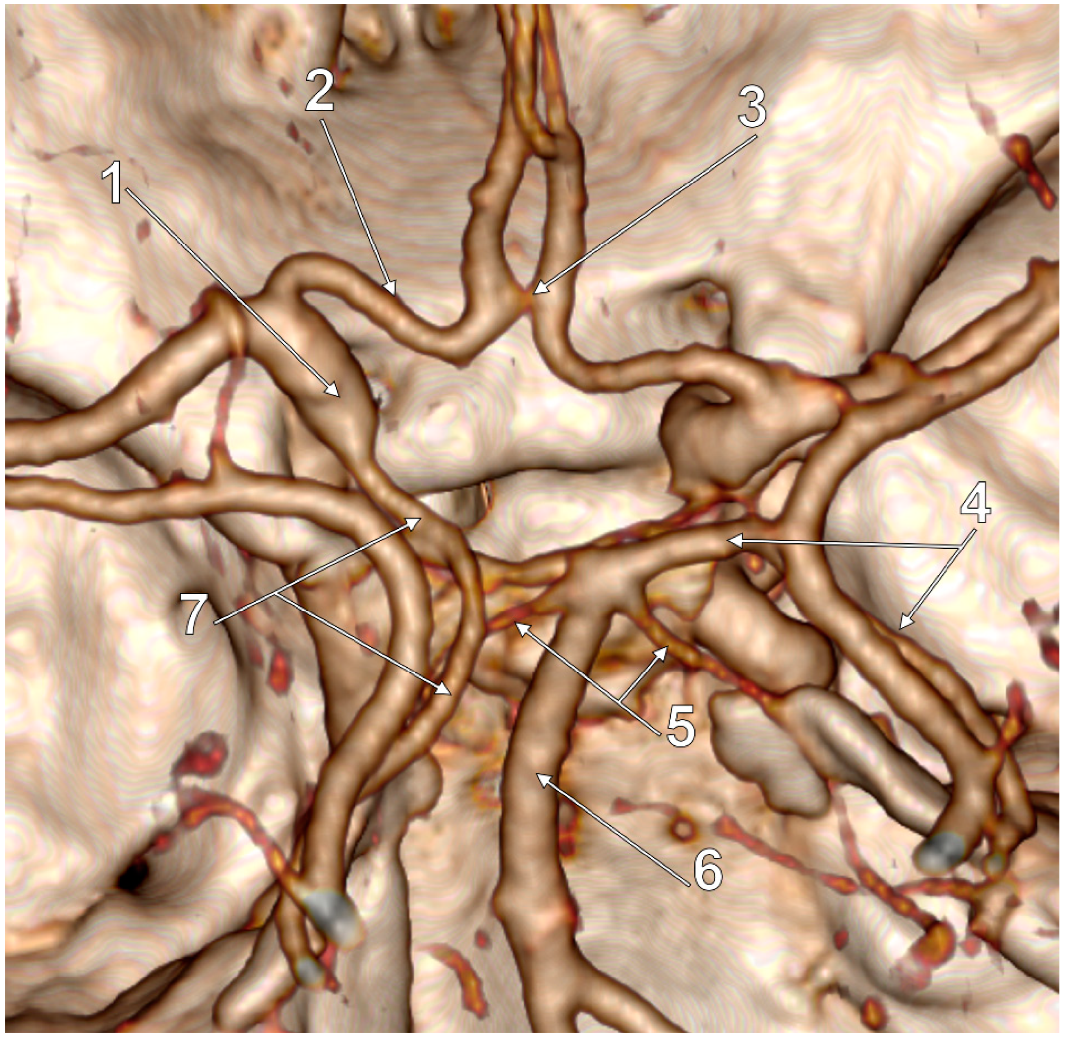 Medicina 59 00231 g003