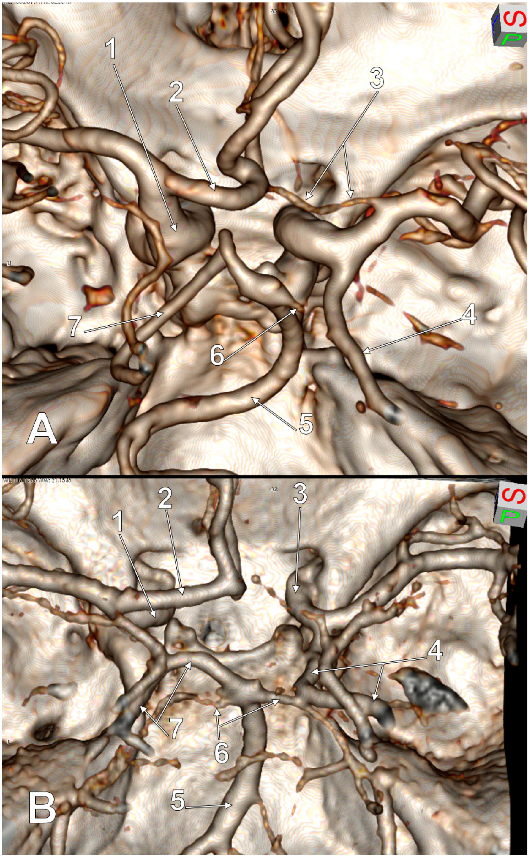 Medicina 59 00231 g006