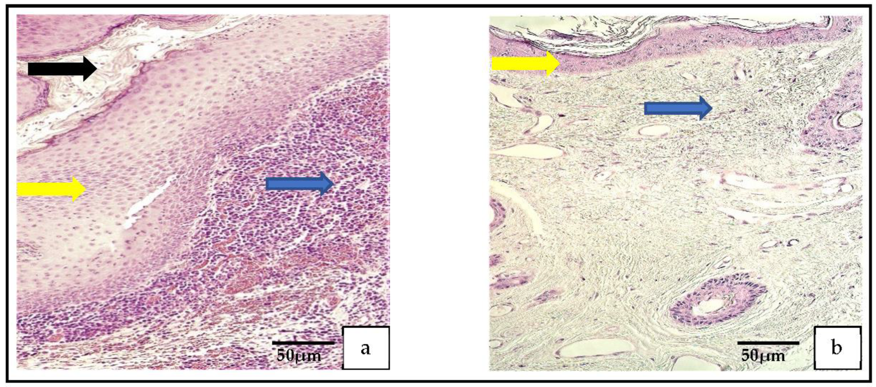 Medicina 59 00306 g001