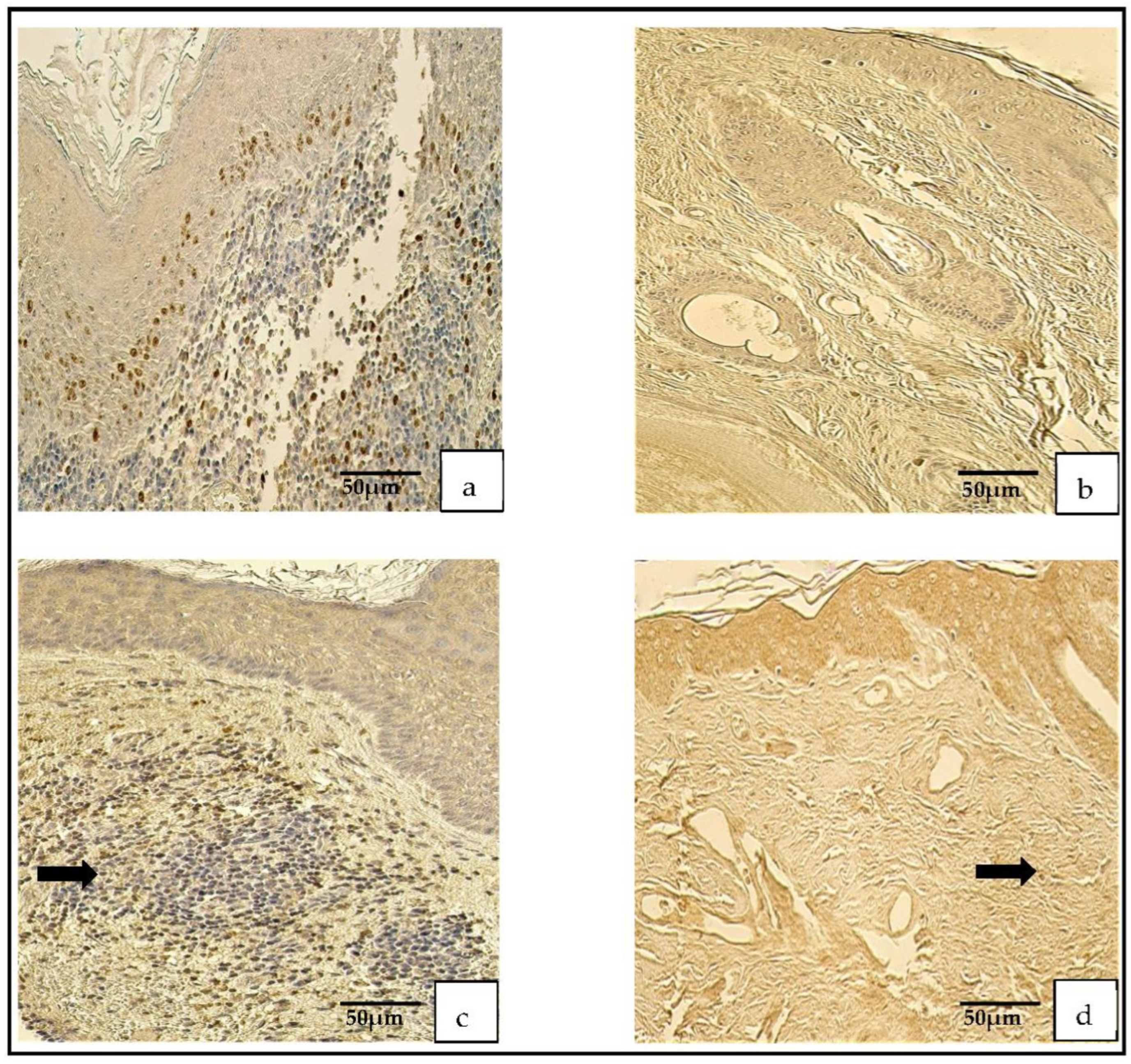 Medicina 59 00306 g002