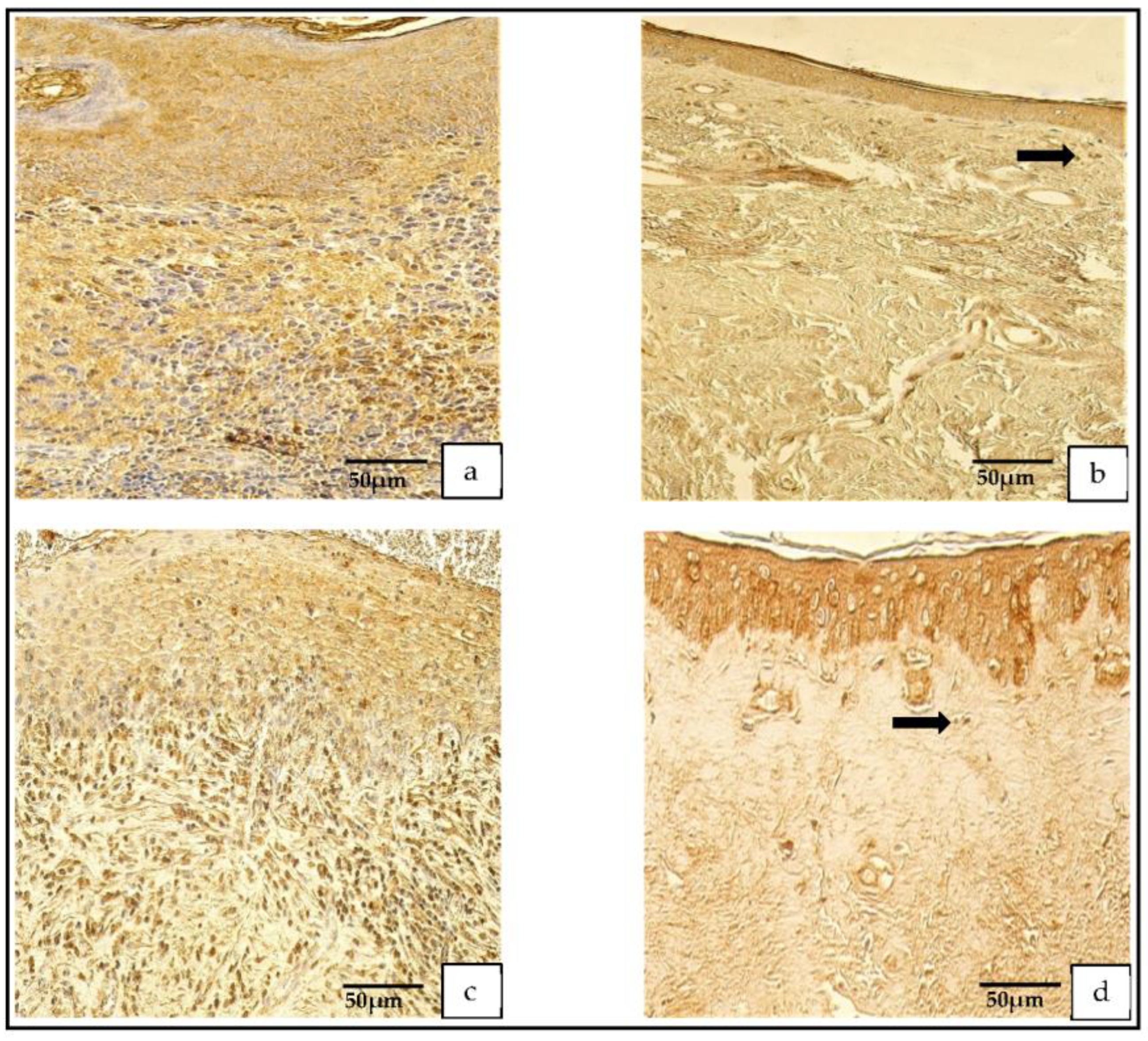 Medicina 59 00306 g005