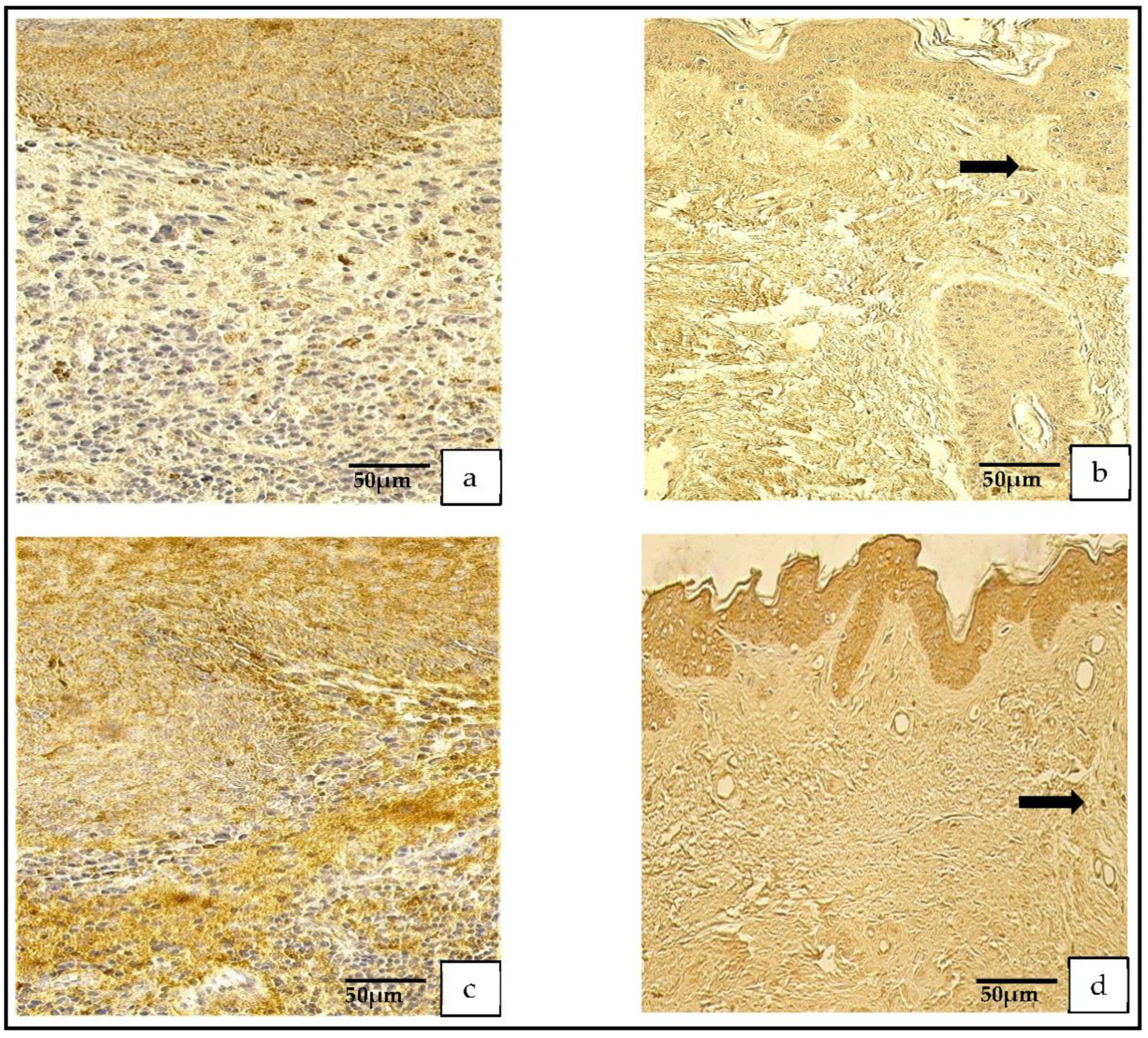 Medicina 59 00306 g006