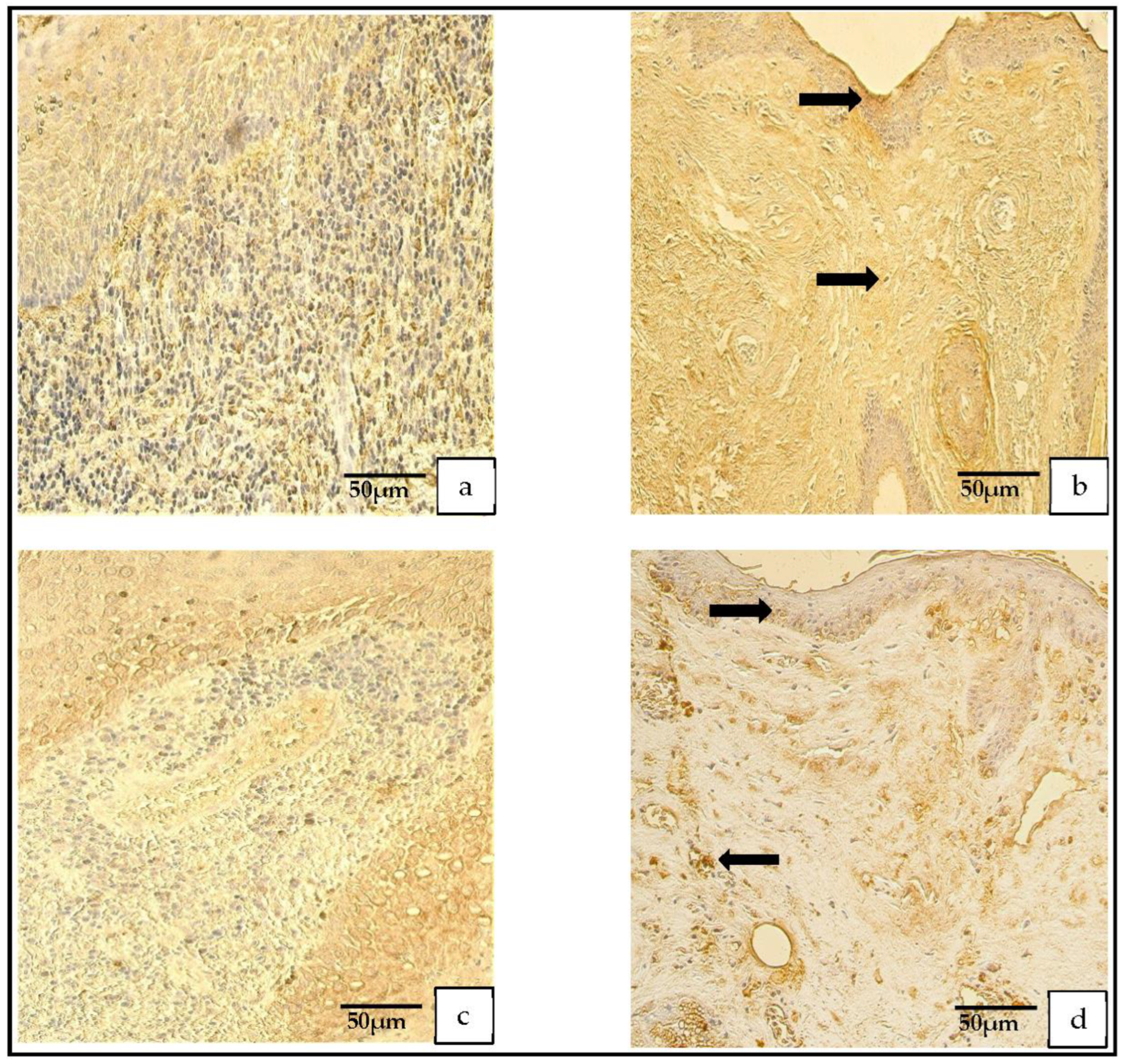 Medicina 59 00306 g007