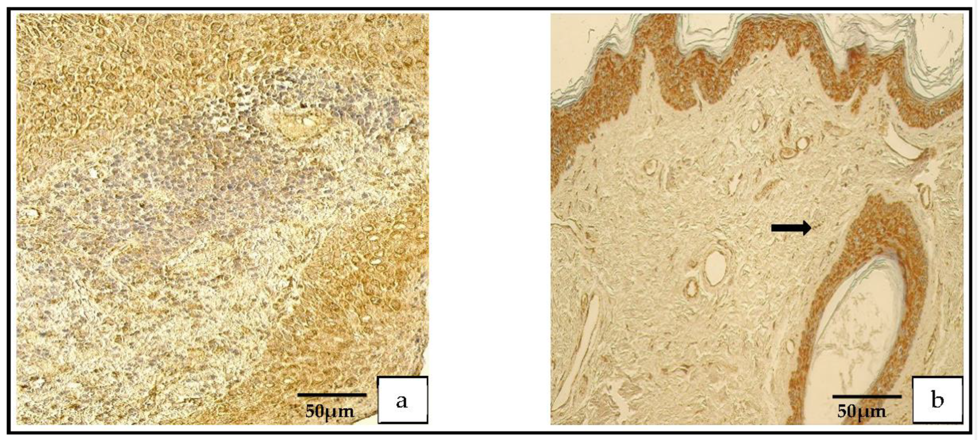 Medicina 59 00306 g008