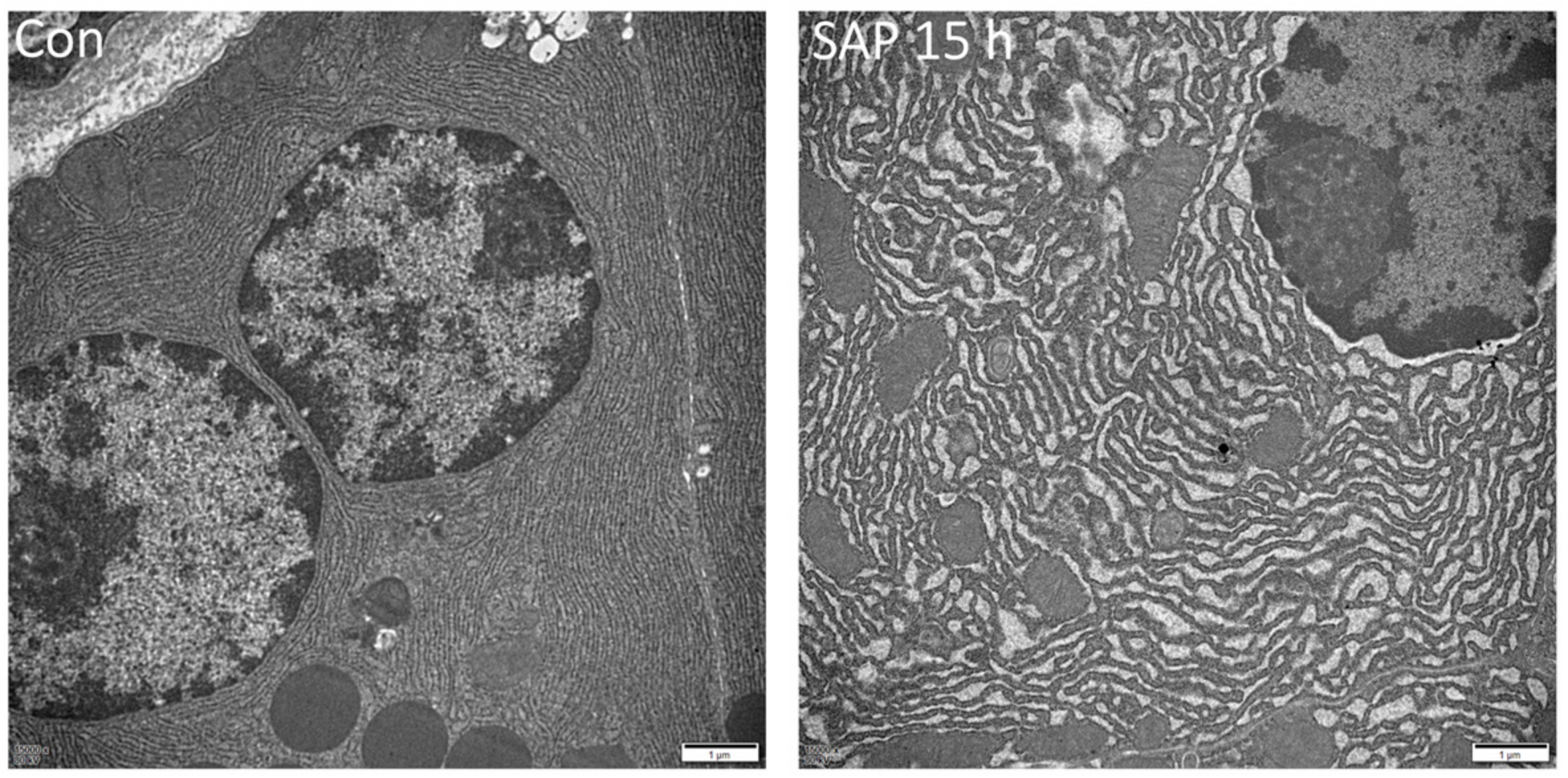Medicina 59 00321 g002