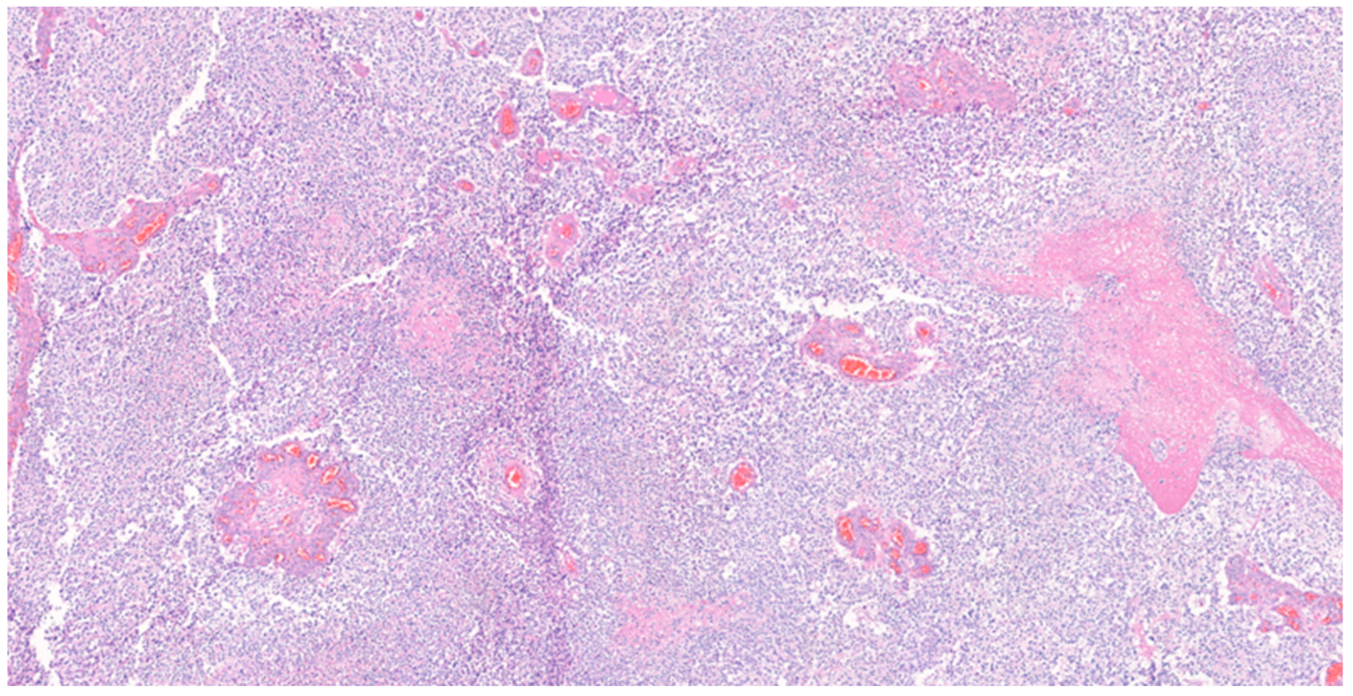 Medicina 59 00331 g004