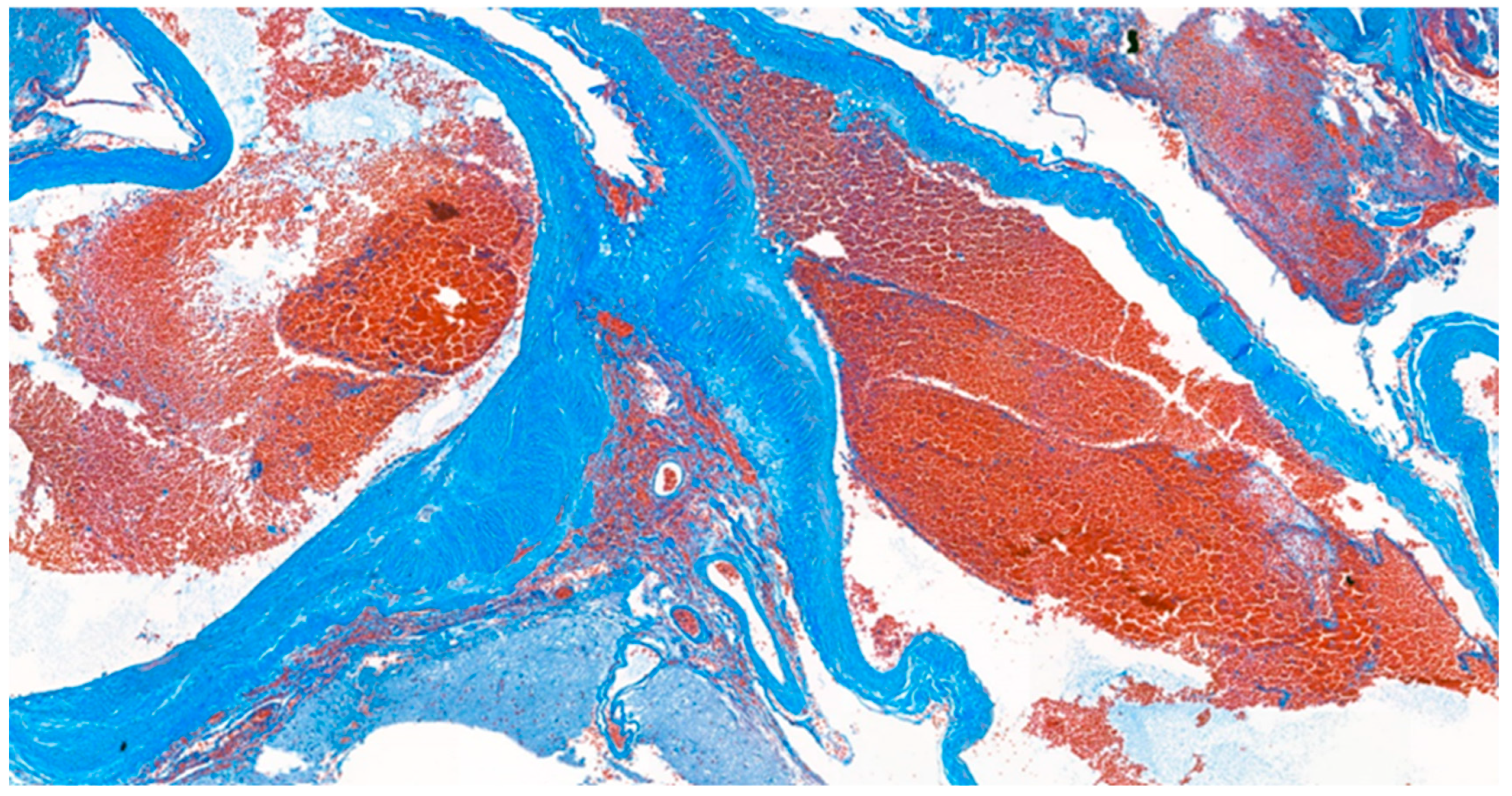 Medicina 59 00331 g007