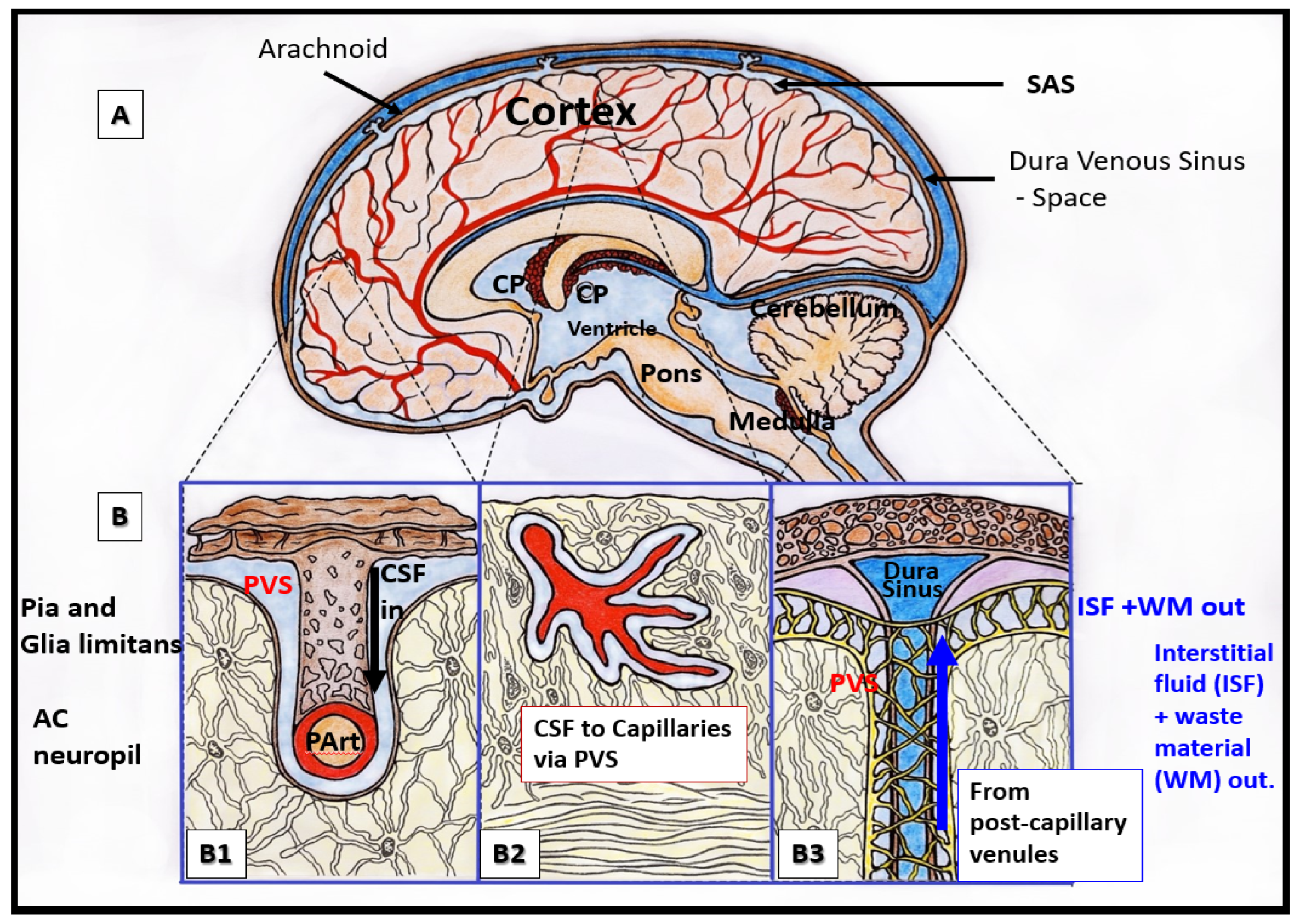 Medicina 59 00917 g001 Medicina 59 00917 g001