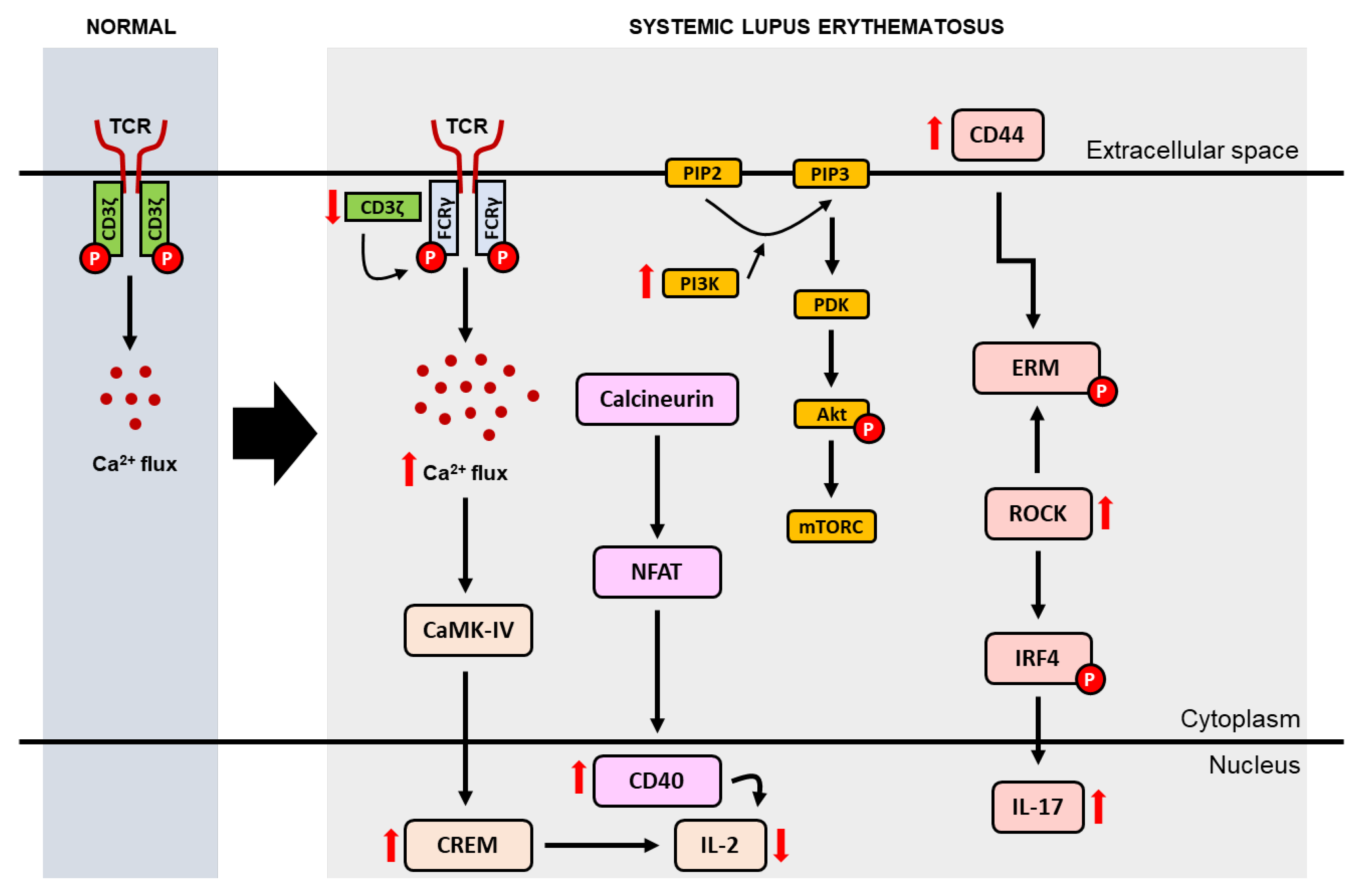 Medicina 59 01033 g002