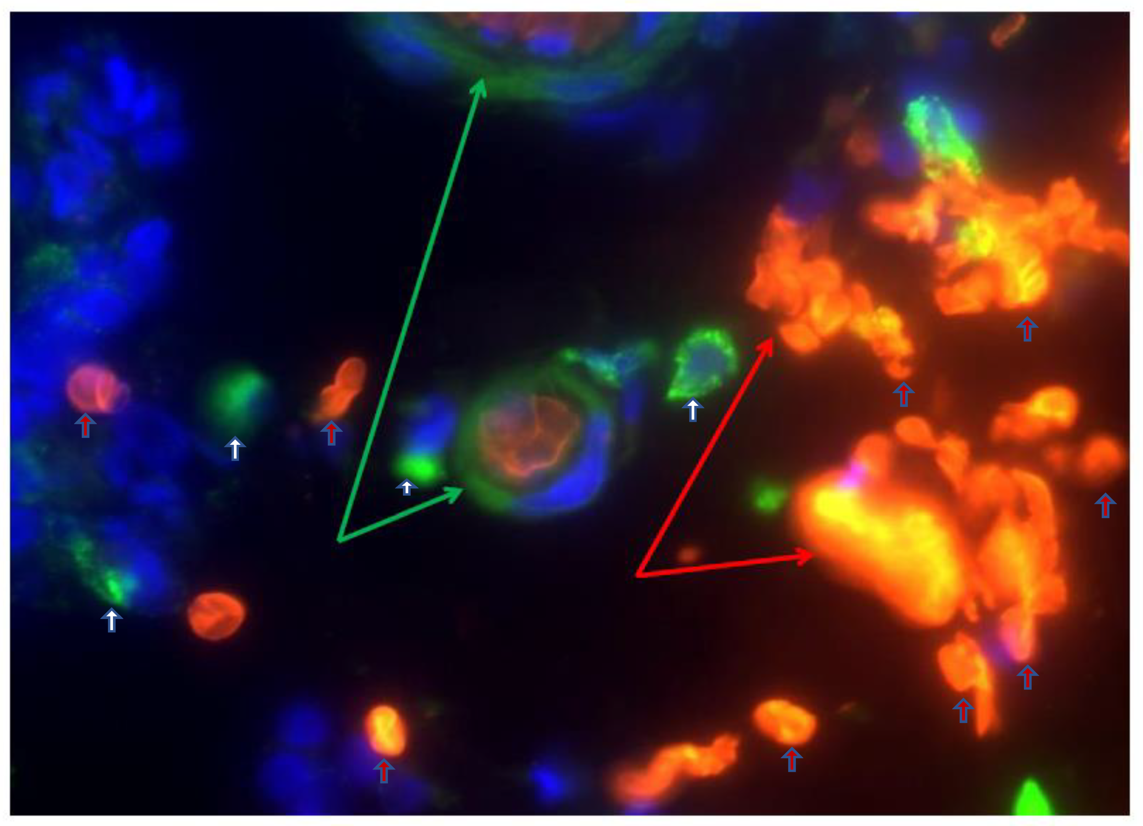 Medicina 59 01254 g002 Medicina 59 01254 g002