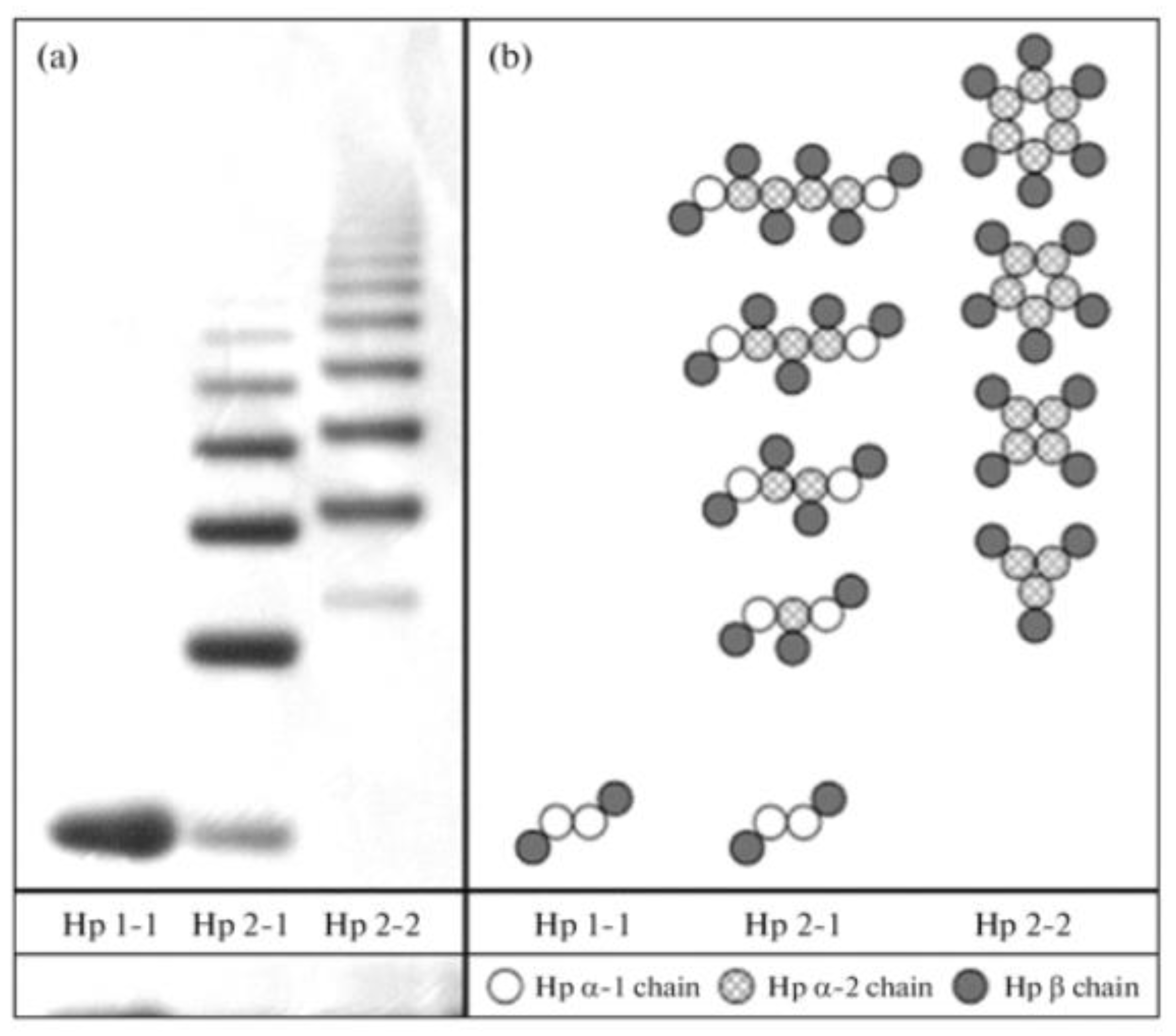 Medicina 59 01254 g005 Medicina 59 01254 g005