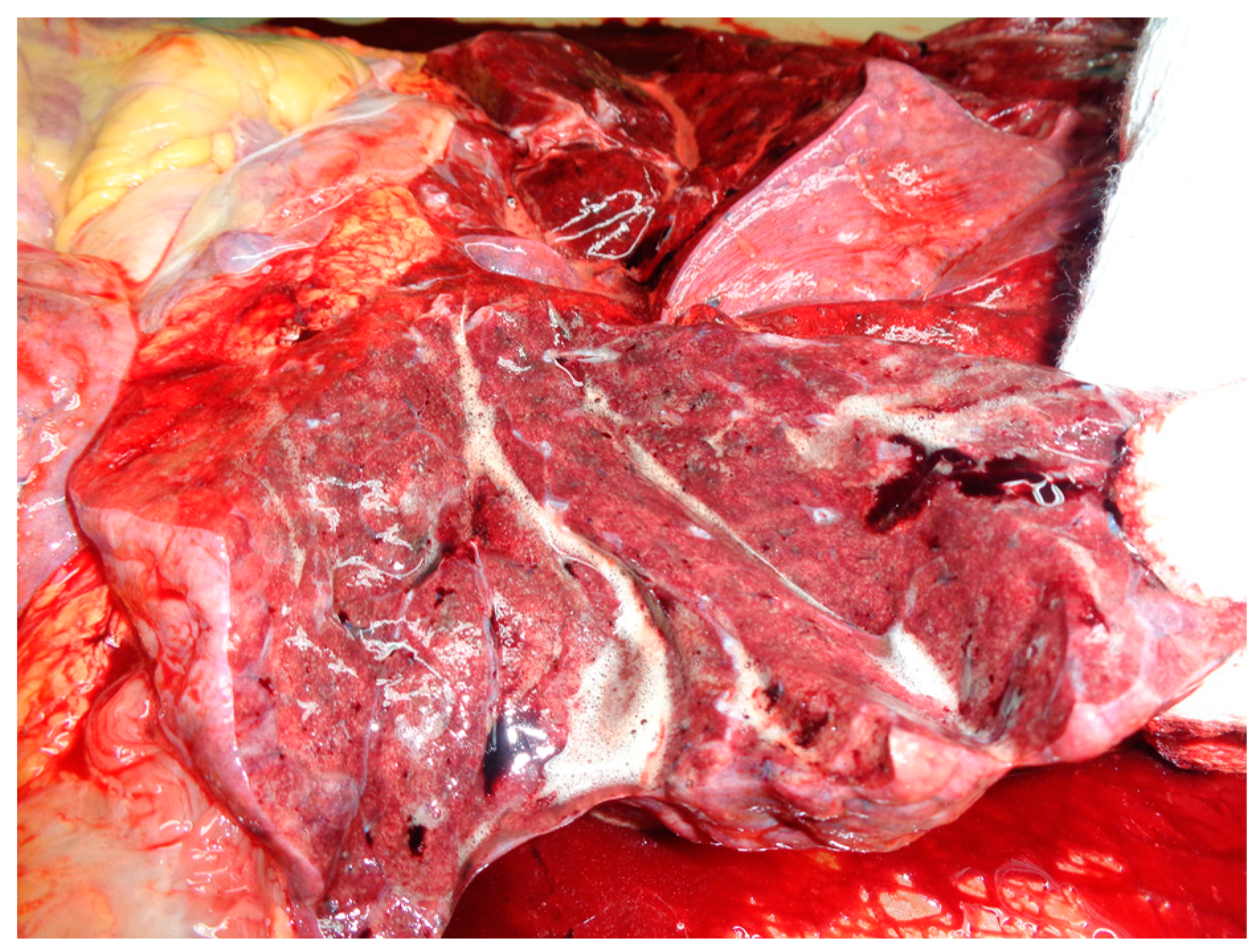 Medicina 59 01257 g002