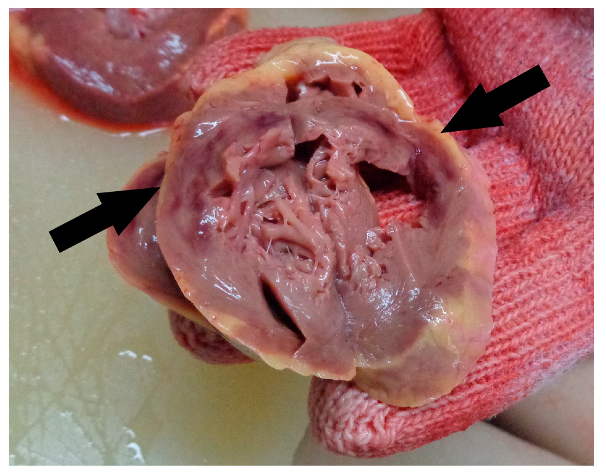 Medicina 59 01257 g004