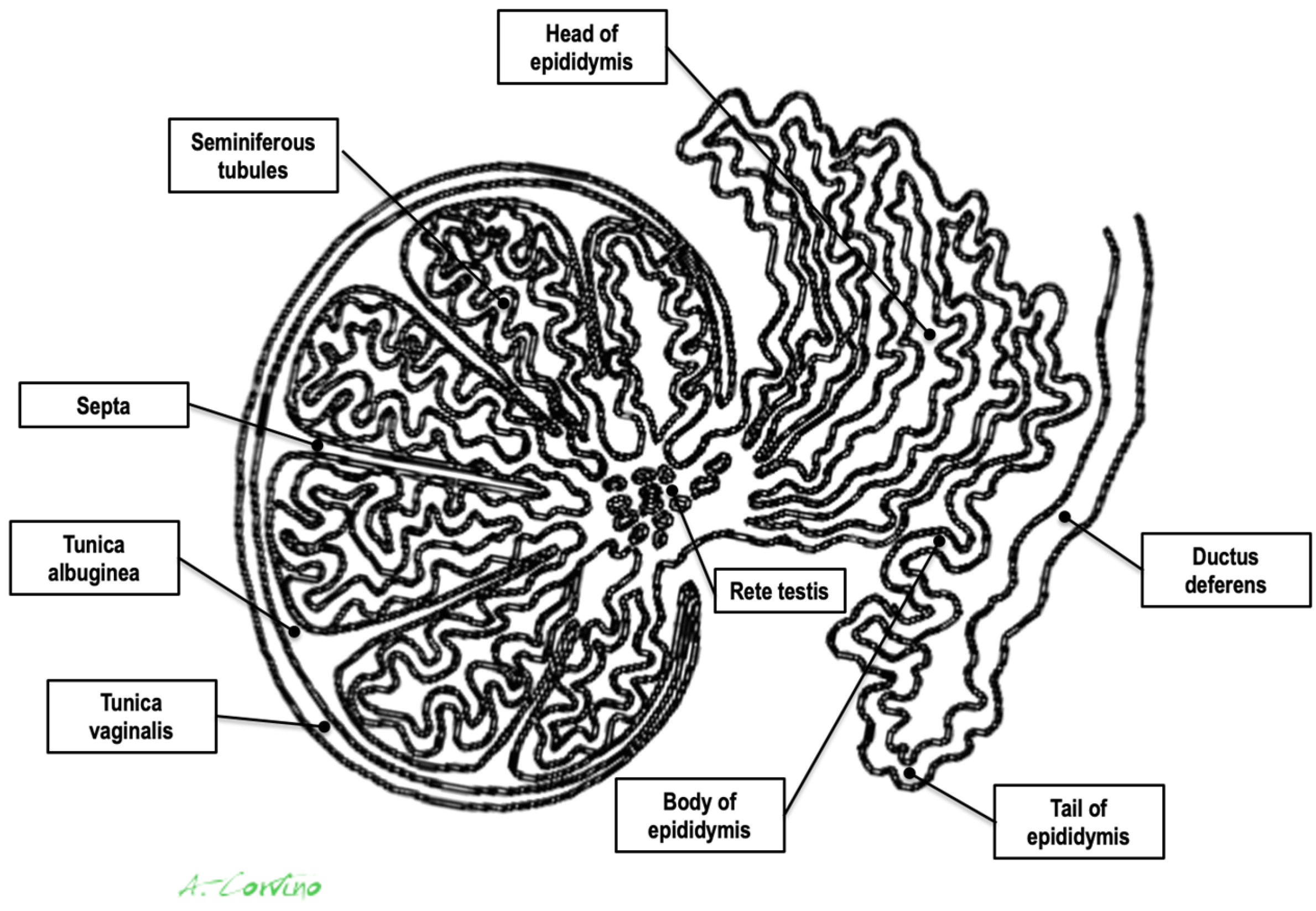 Medicina 59 01261 g001