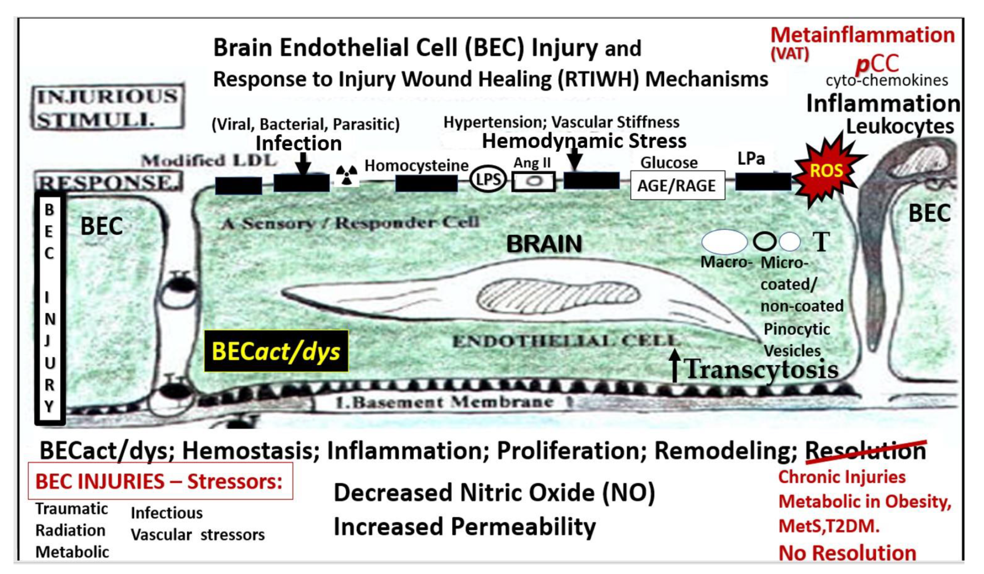 Medicina 59 01337 g001 Medicina 59 01337 g001