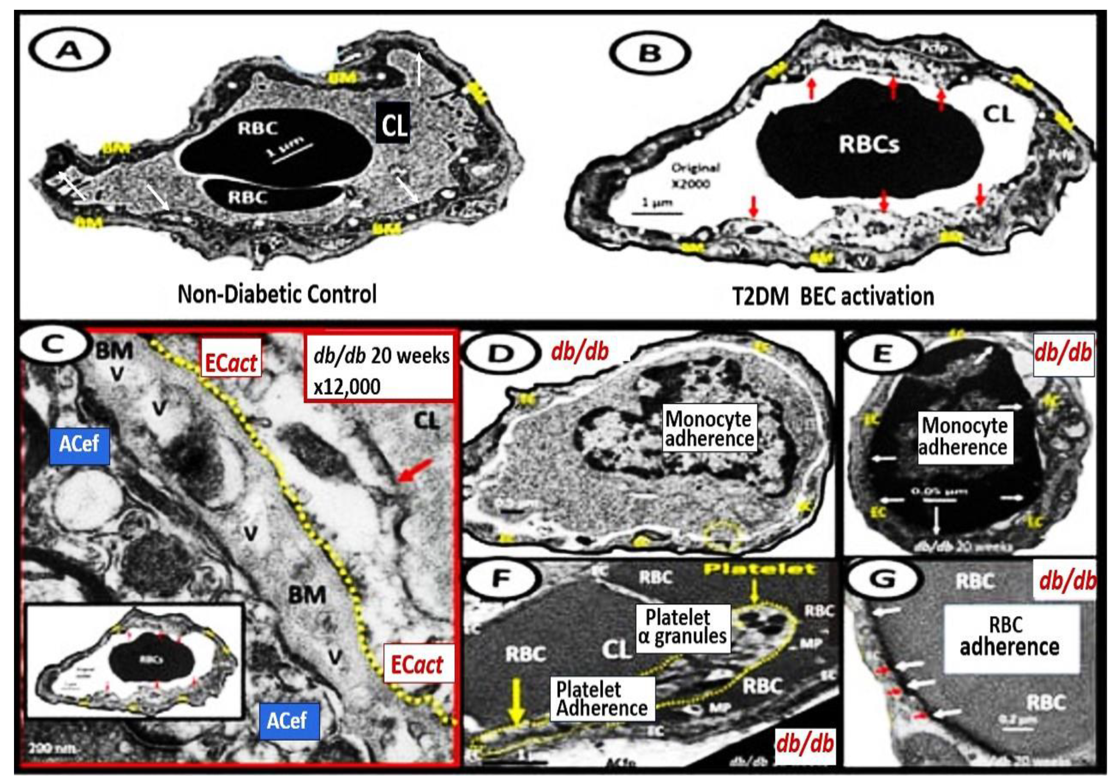 Medicina 59 01337 g009 Medicina 59 01337 g009