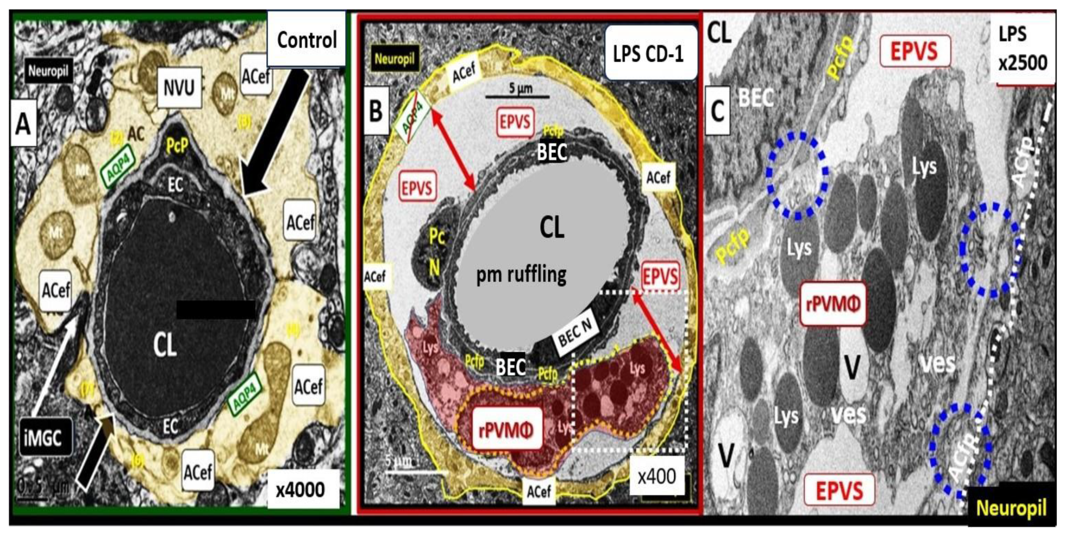 Medicina 59 01337 g011 Medicina 59 01337 g011