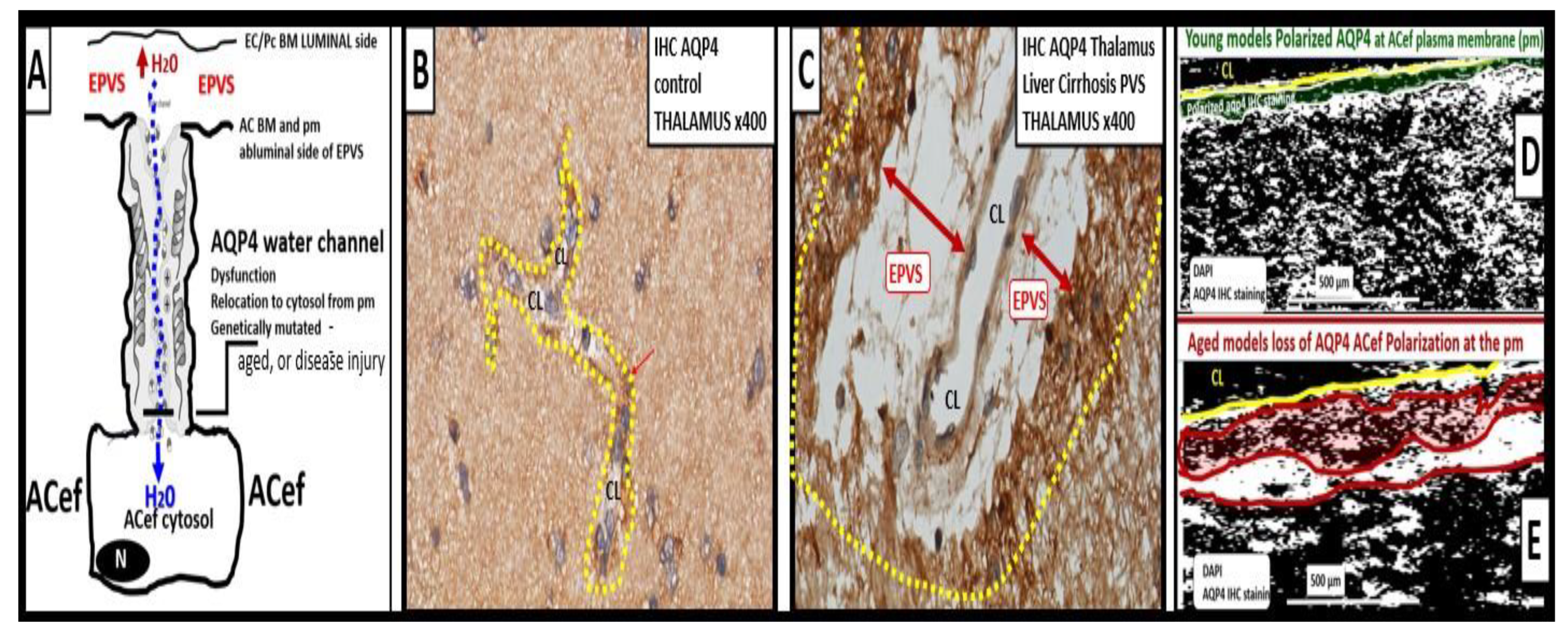 Medicina 59 01337 g013 Medicina 59 01337 g013