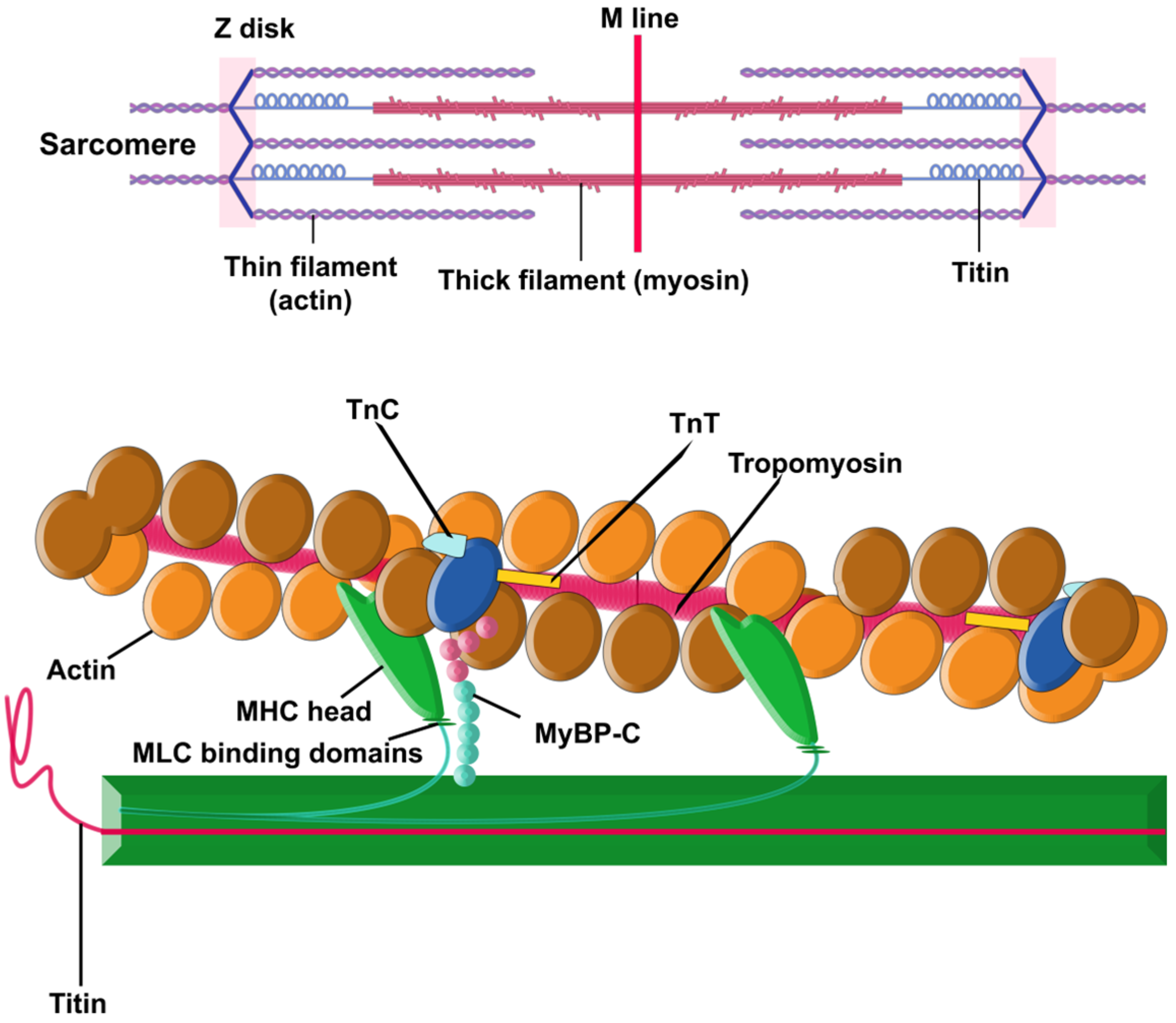Medicina 59 01424 g001