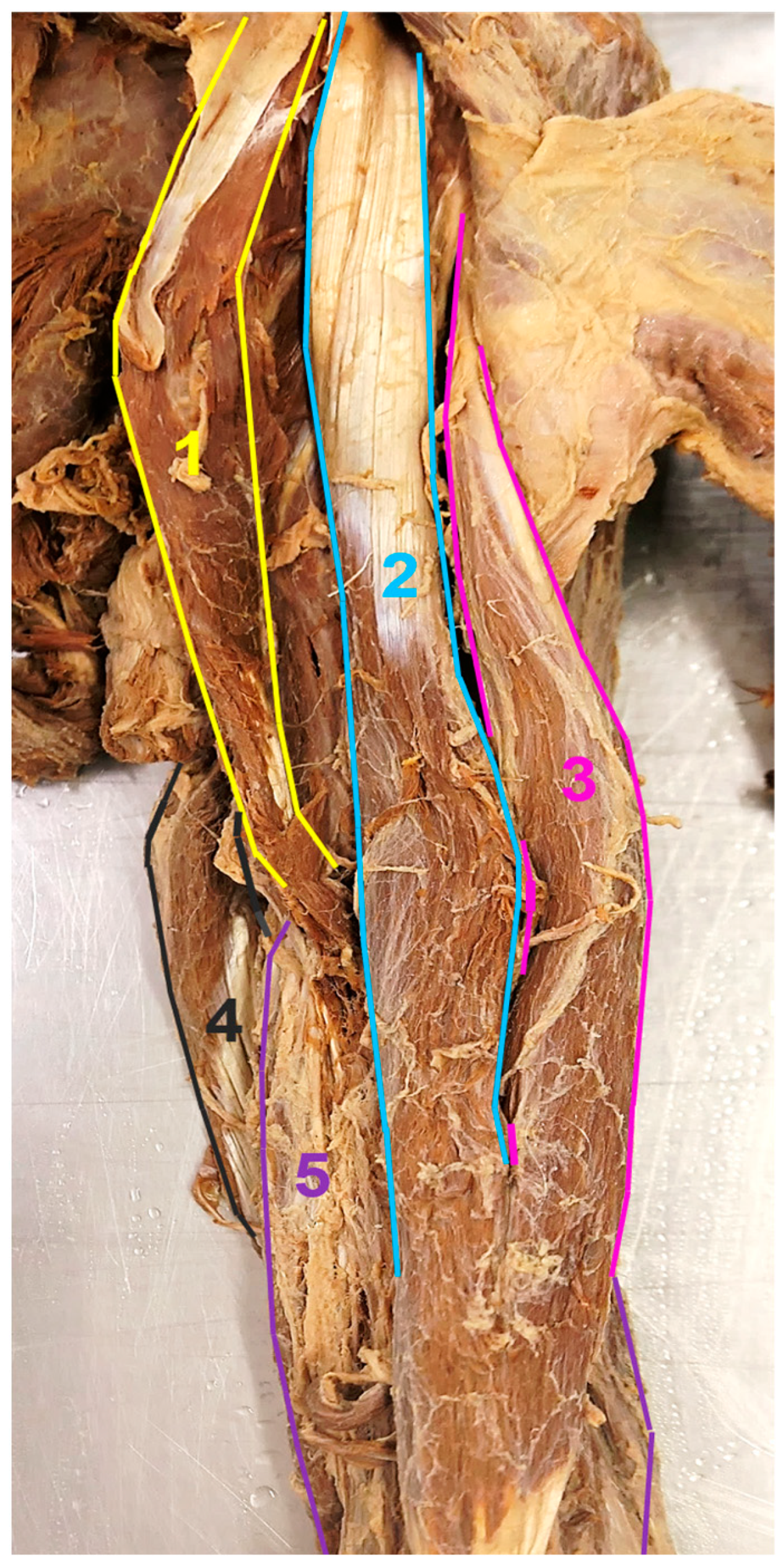 Medicina 59 01445 g001