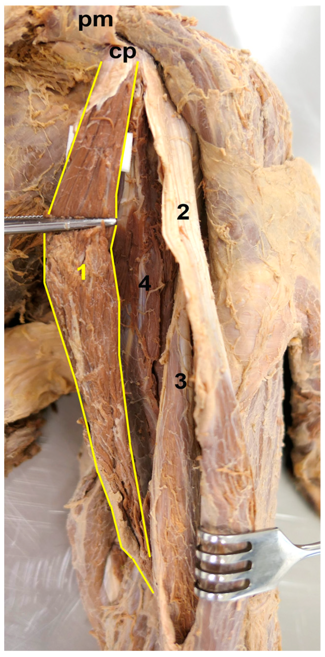 Medicina 59 01445 g002