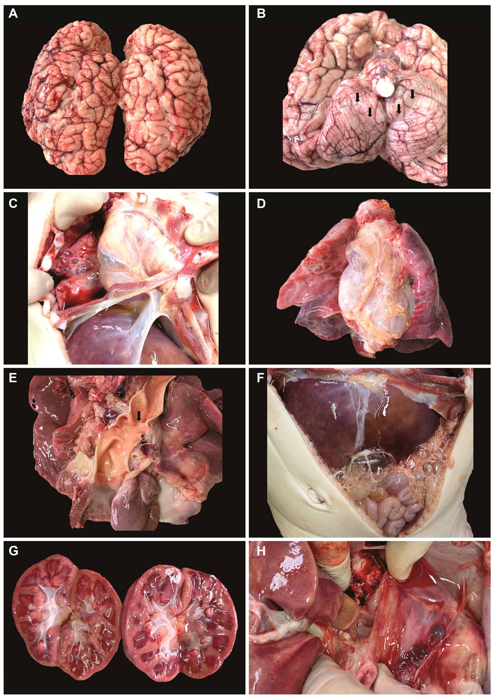 Medicina 59 01616 g001