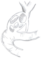 Medicina 60 00012 i005