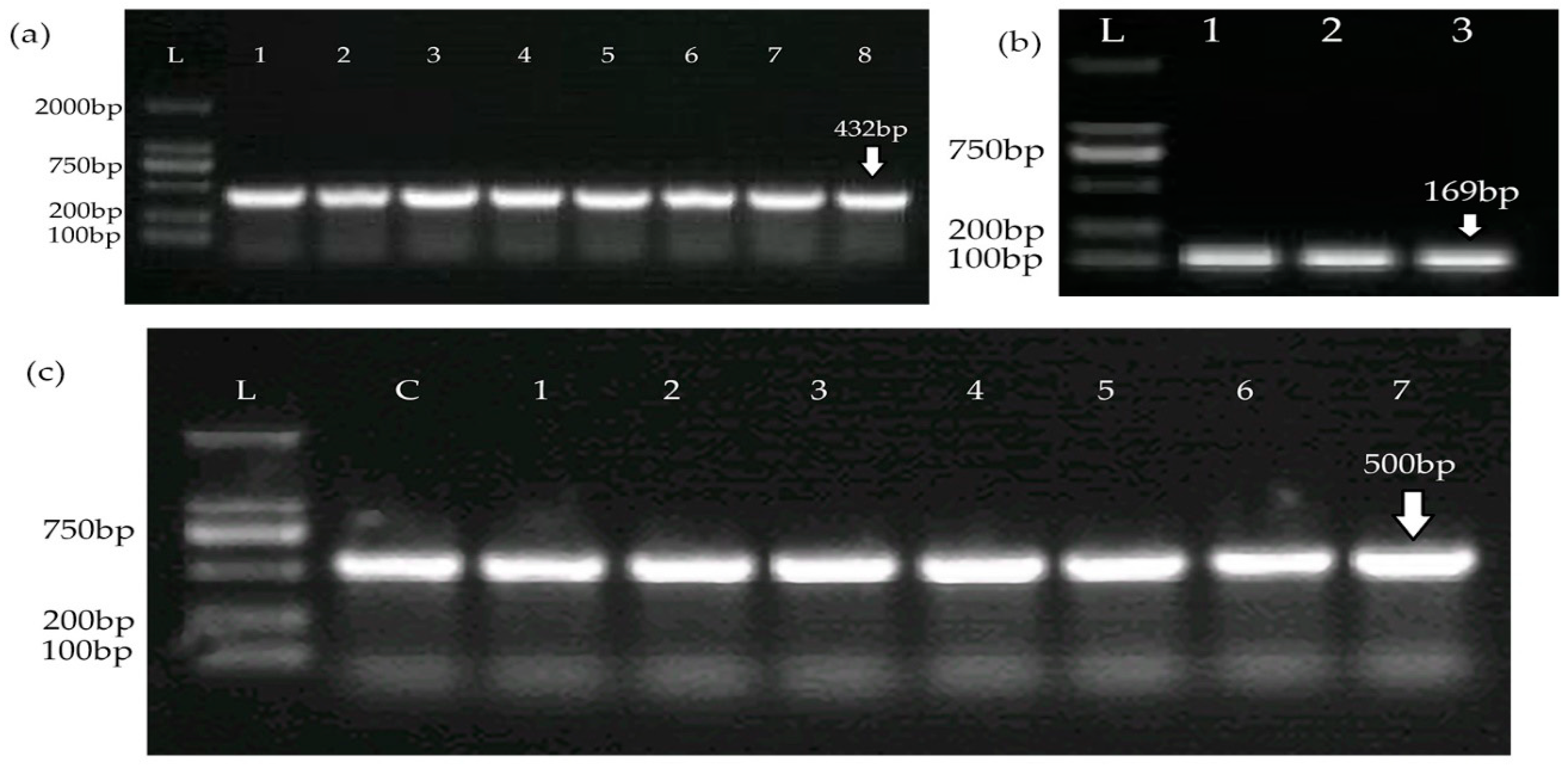 Medicina 60 00130 g003