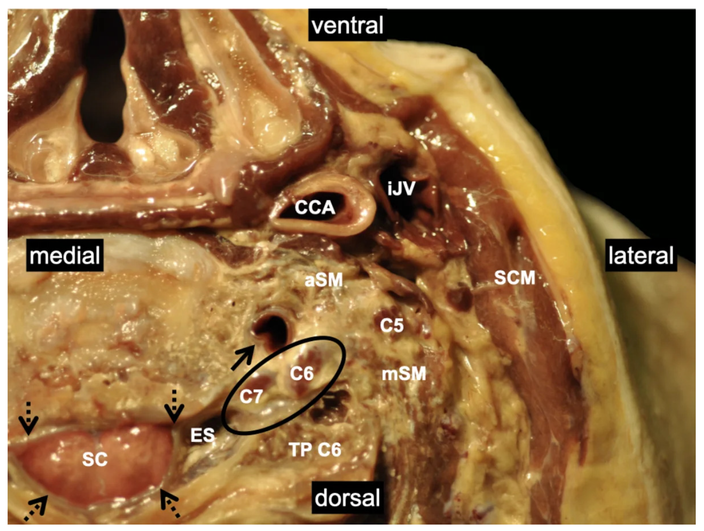 Medicina 60 00233 g001