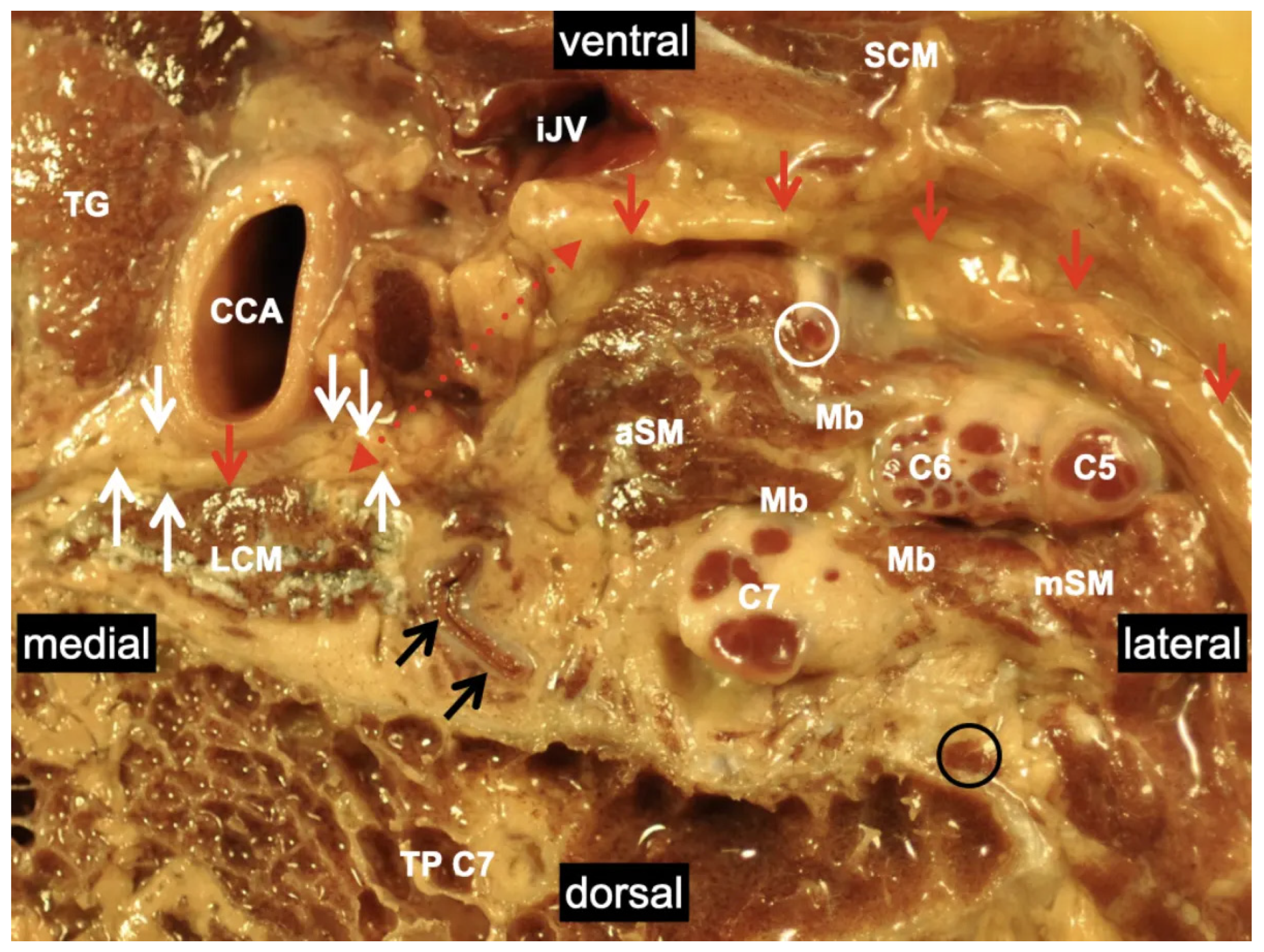 Medicina 60 00233 g002