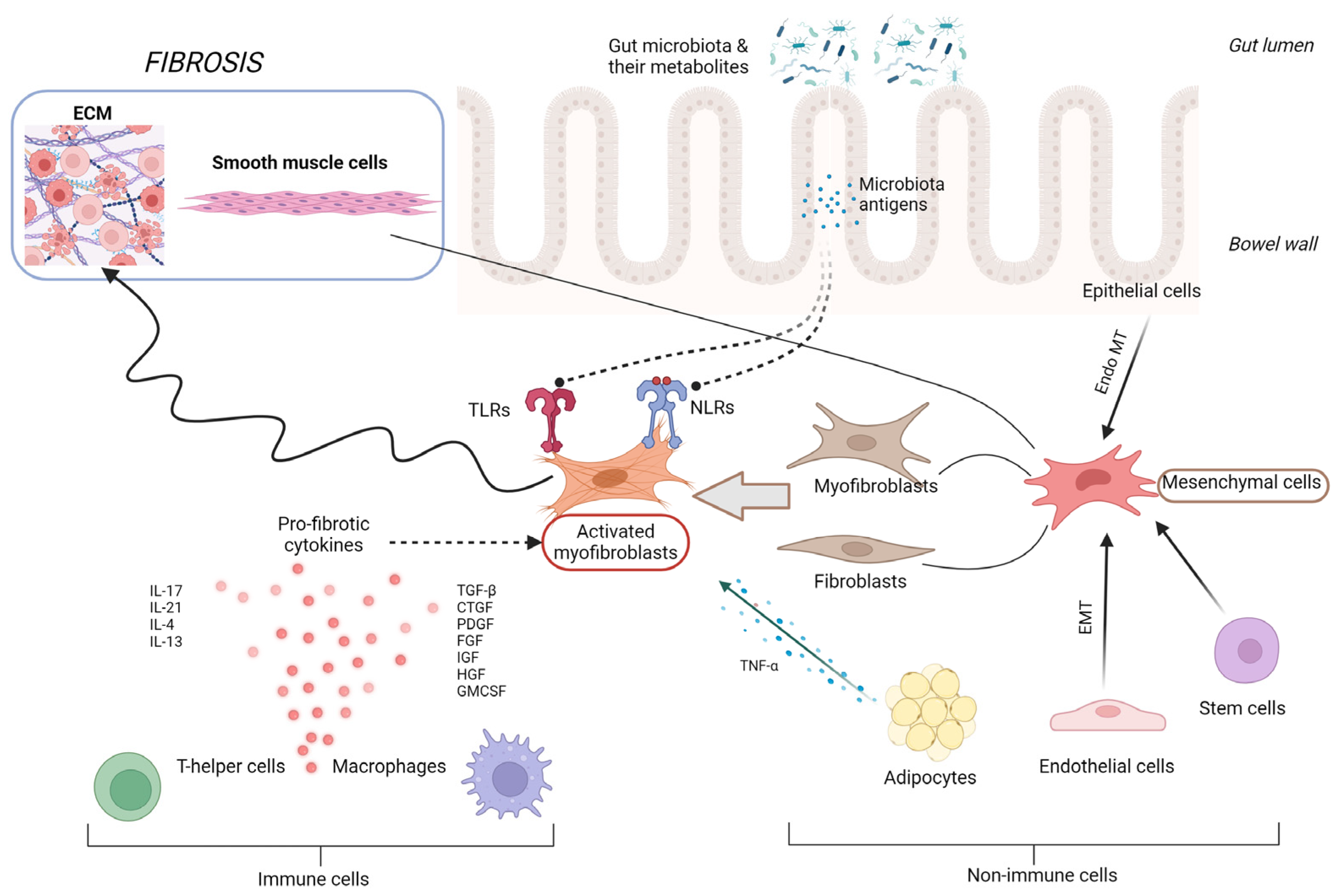 Medicina 60 00305 g001