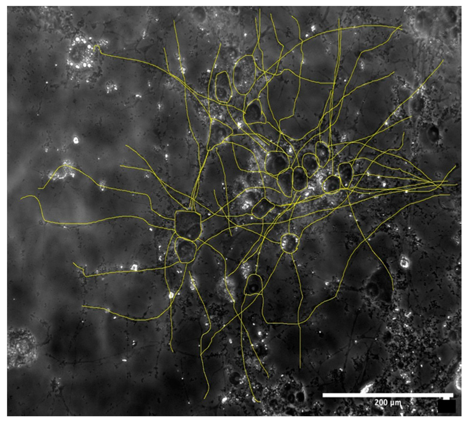 Medicina 60 00440 g003