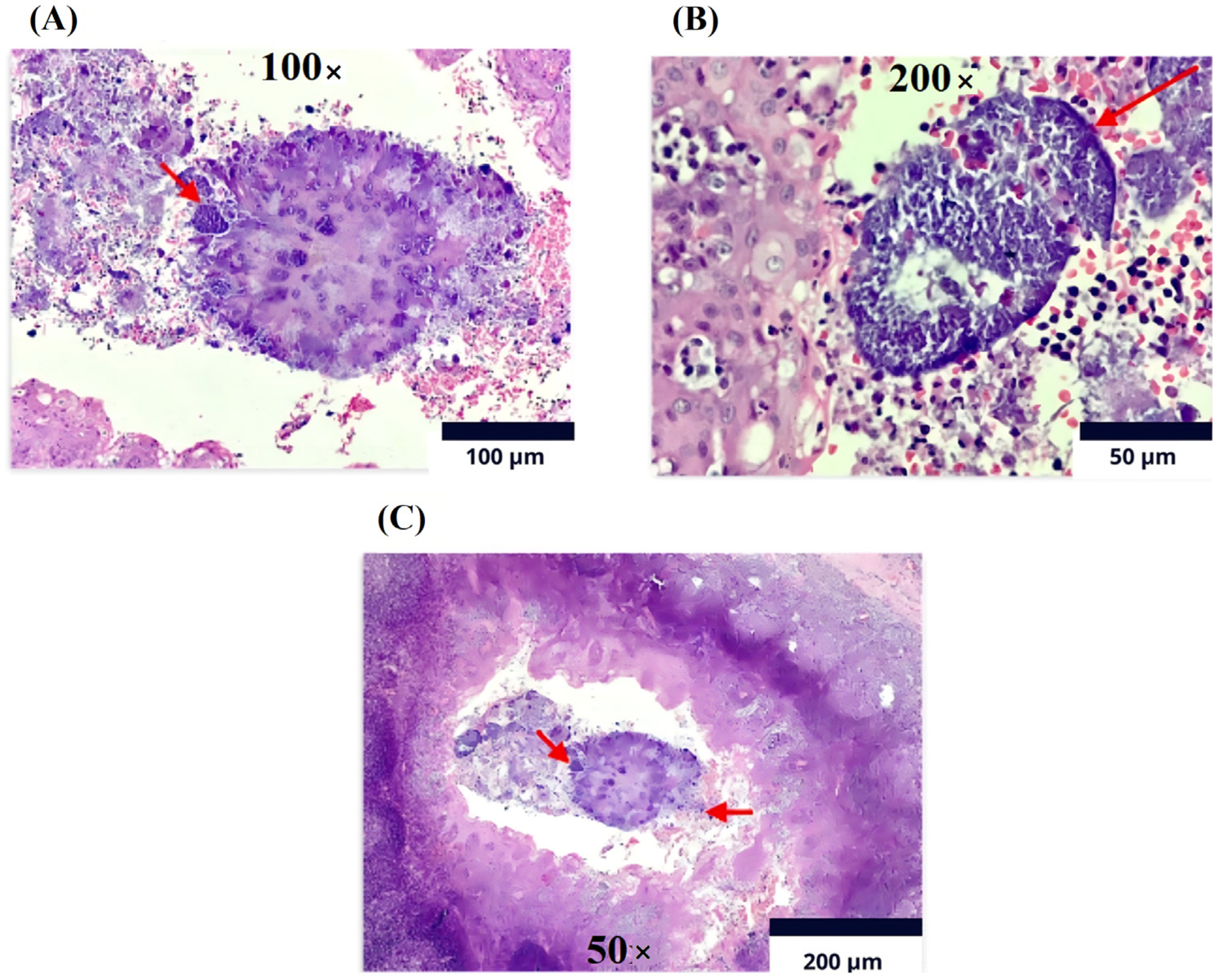 Medicina 60 01172 g004 Medicina 60 01172 g004