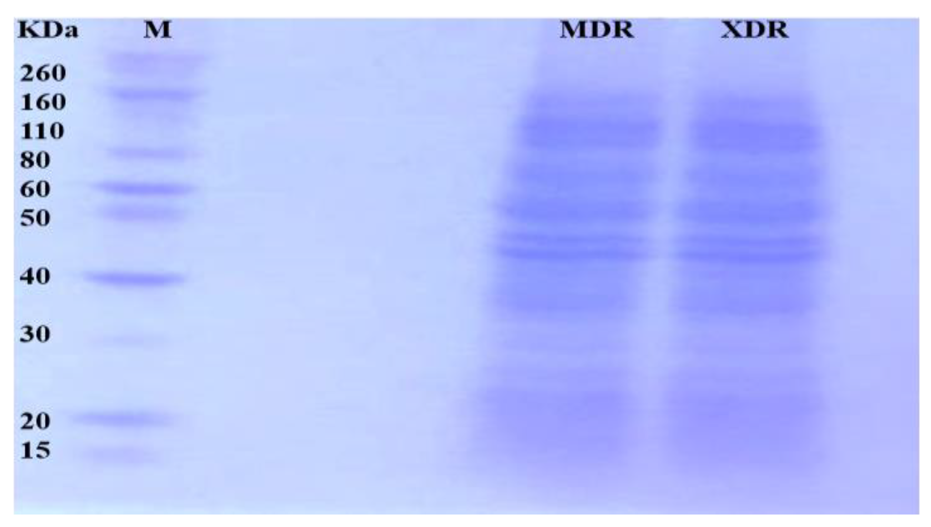 Medicina 60 01404 g001