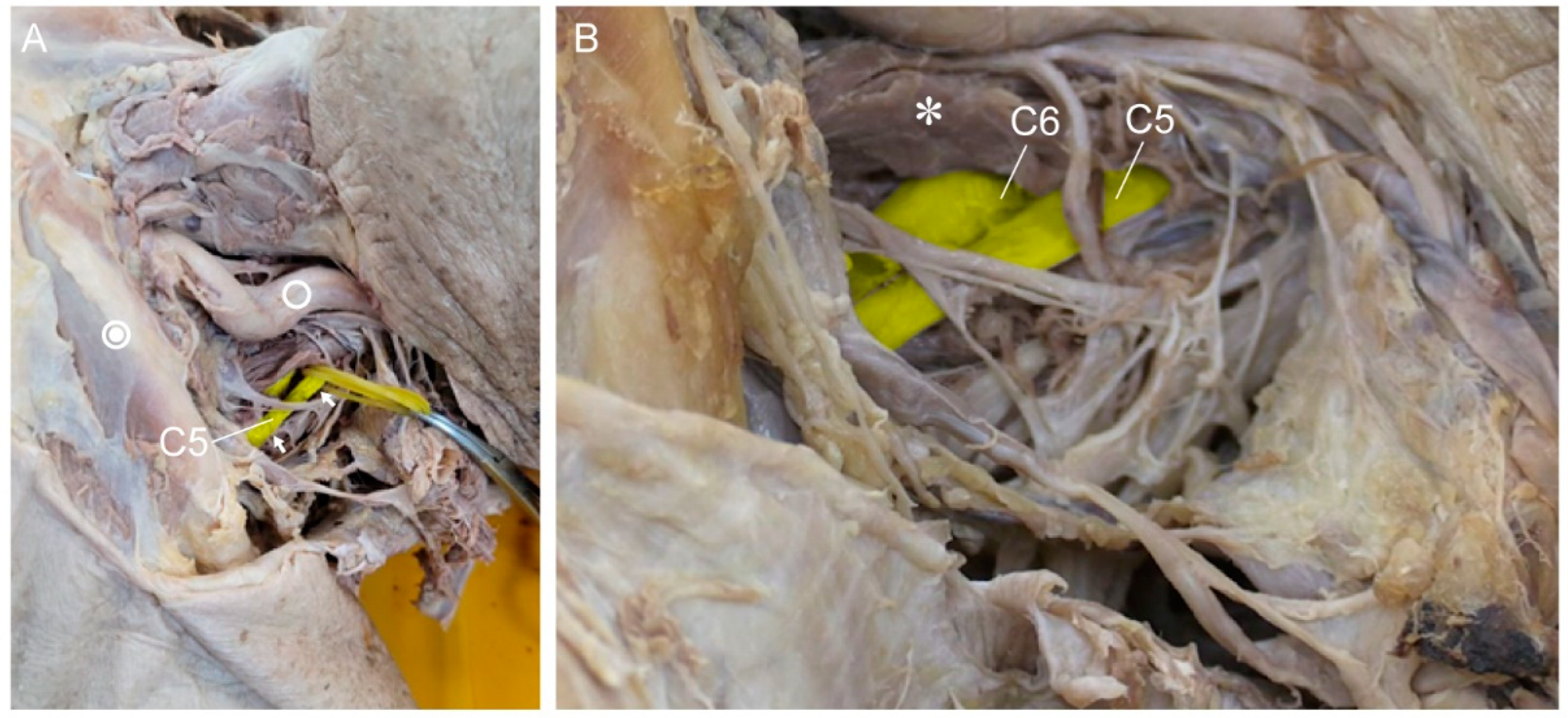 Medicina 60 01429 g001