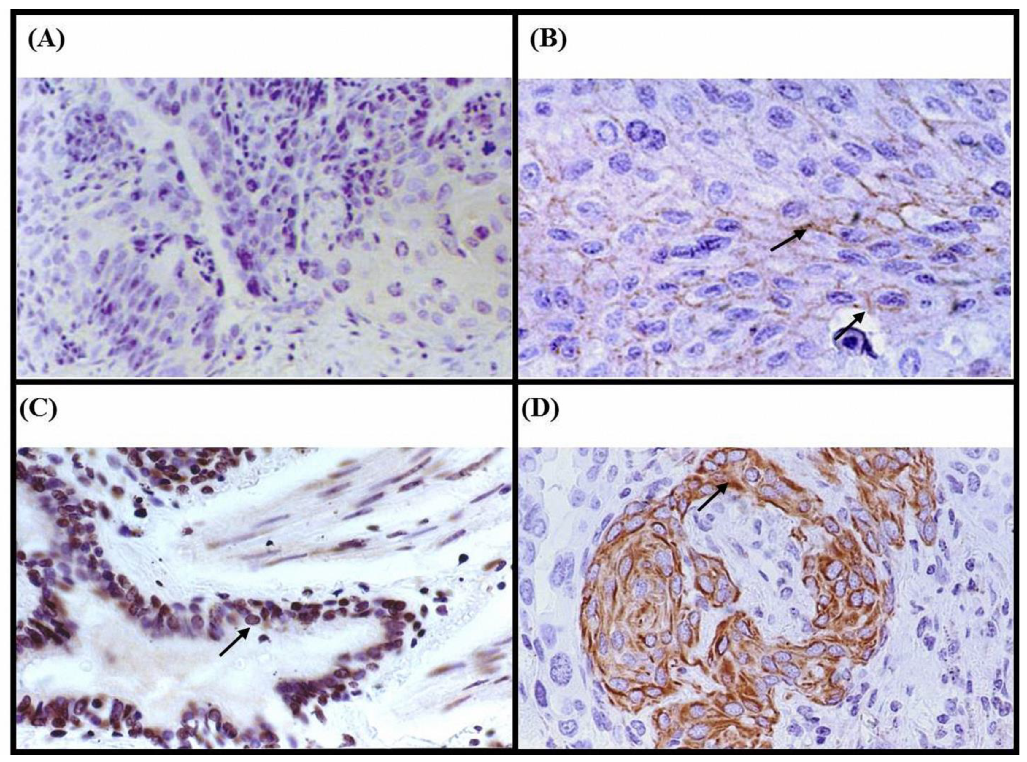 Medicina 60 01641 g001 Medicina 60 01641 g001