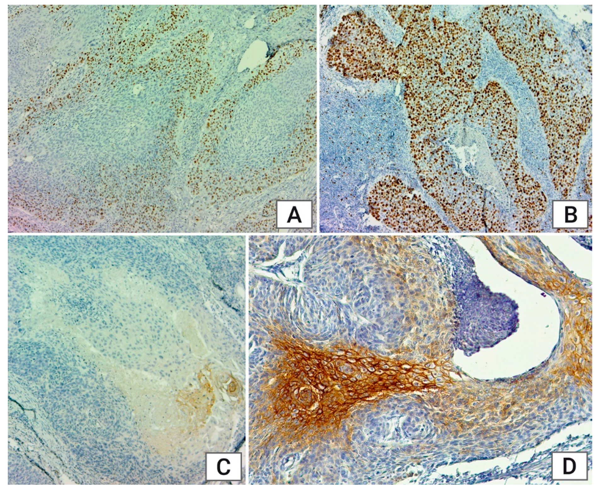 Medicina 60 01681 g001 Medicina 60 01681 g001