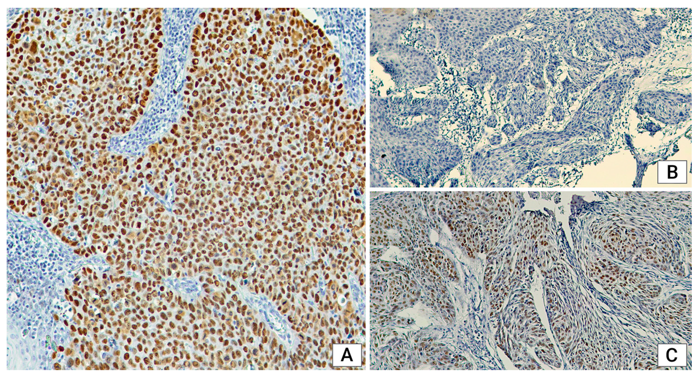 Medicina 60 01681 g002 Medicina 60 01681 g002