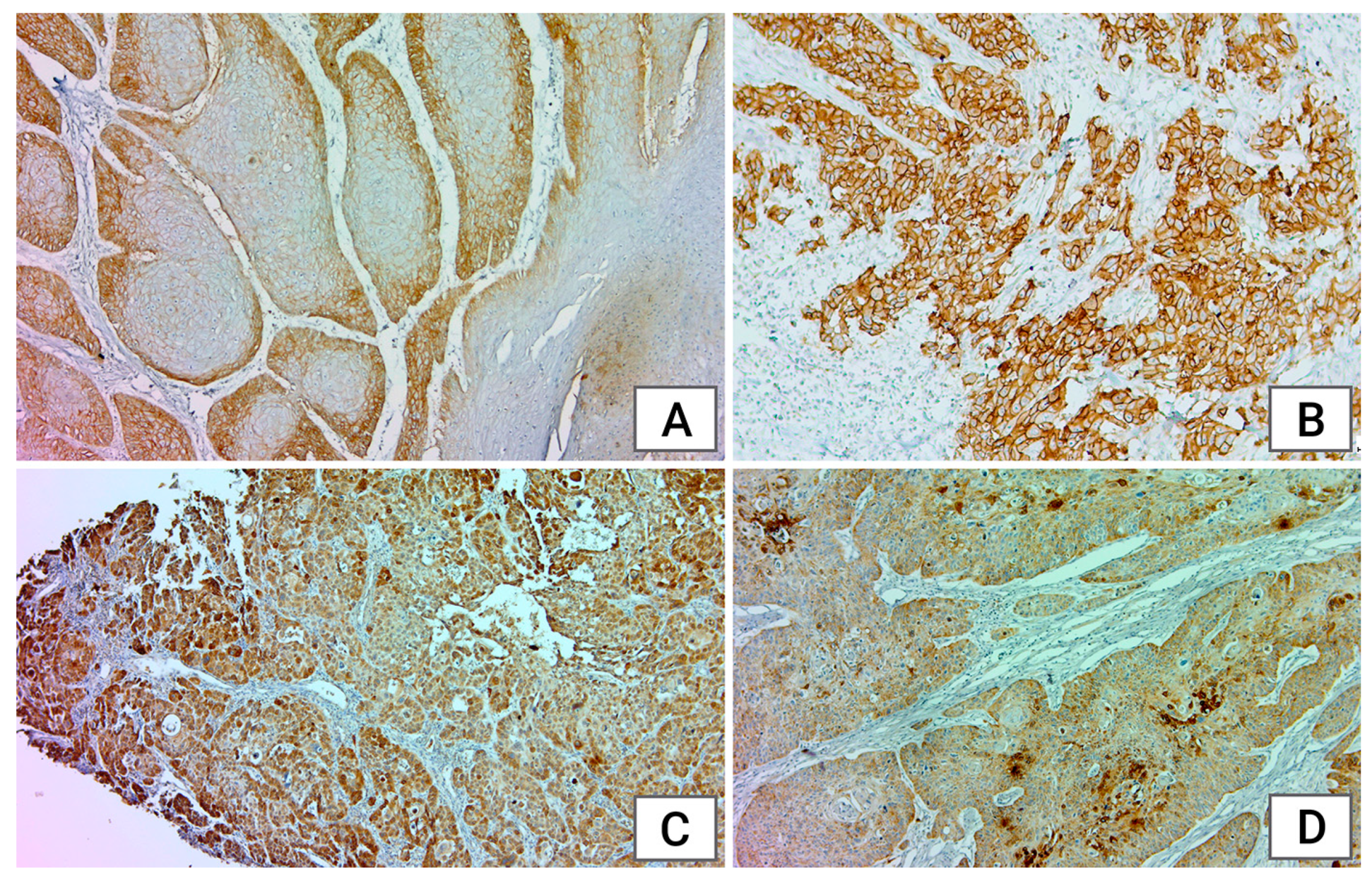 Medicina 60 01681 g003 Medicina 60 01681 g003