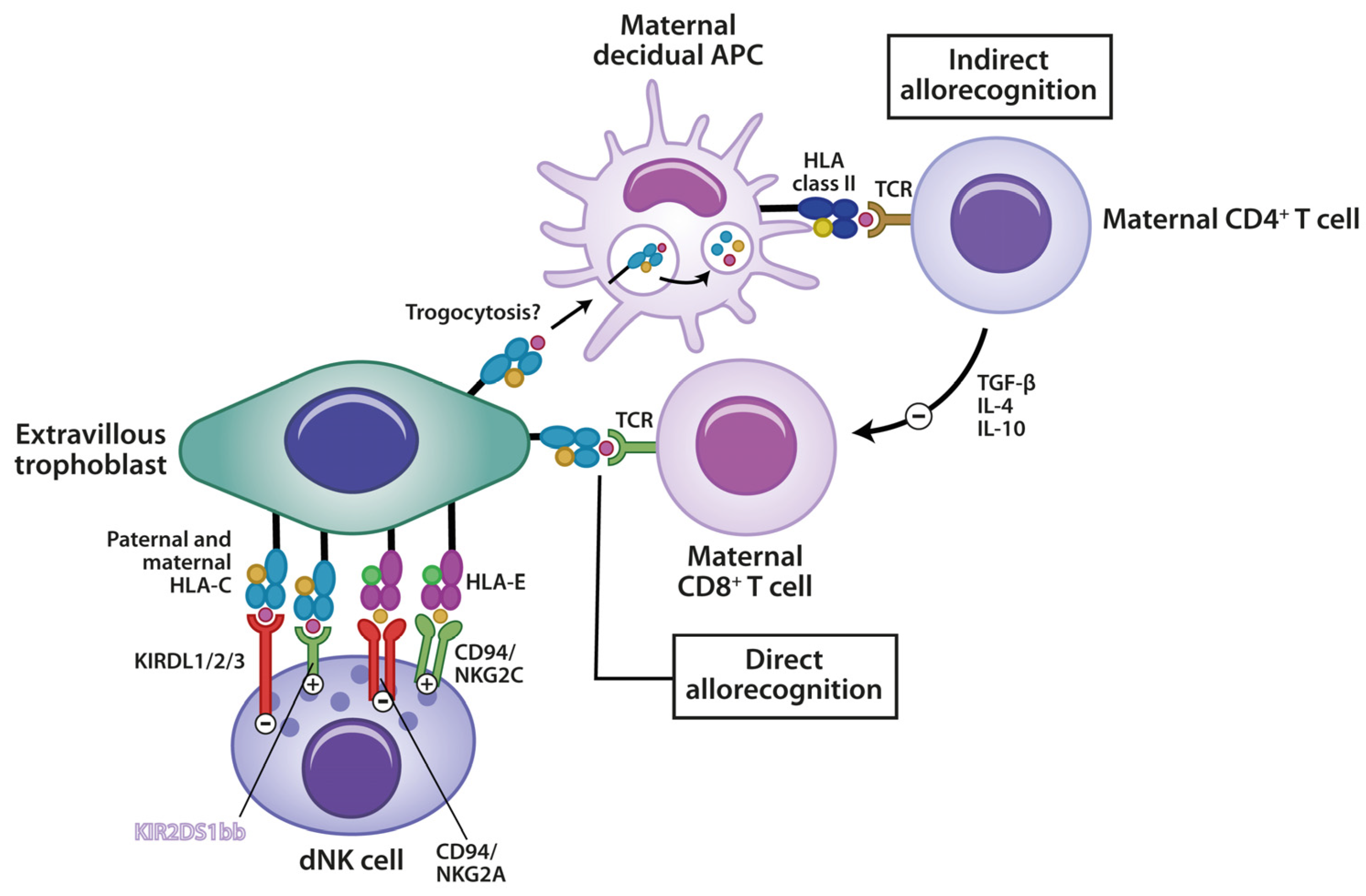 Medicina 60 01896 g002