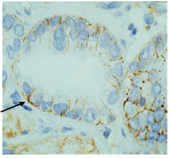 Medicina 60 02032 g001