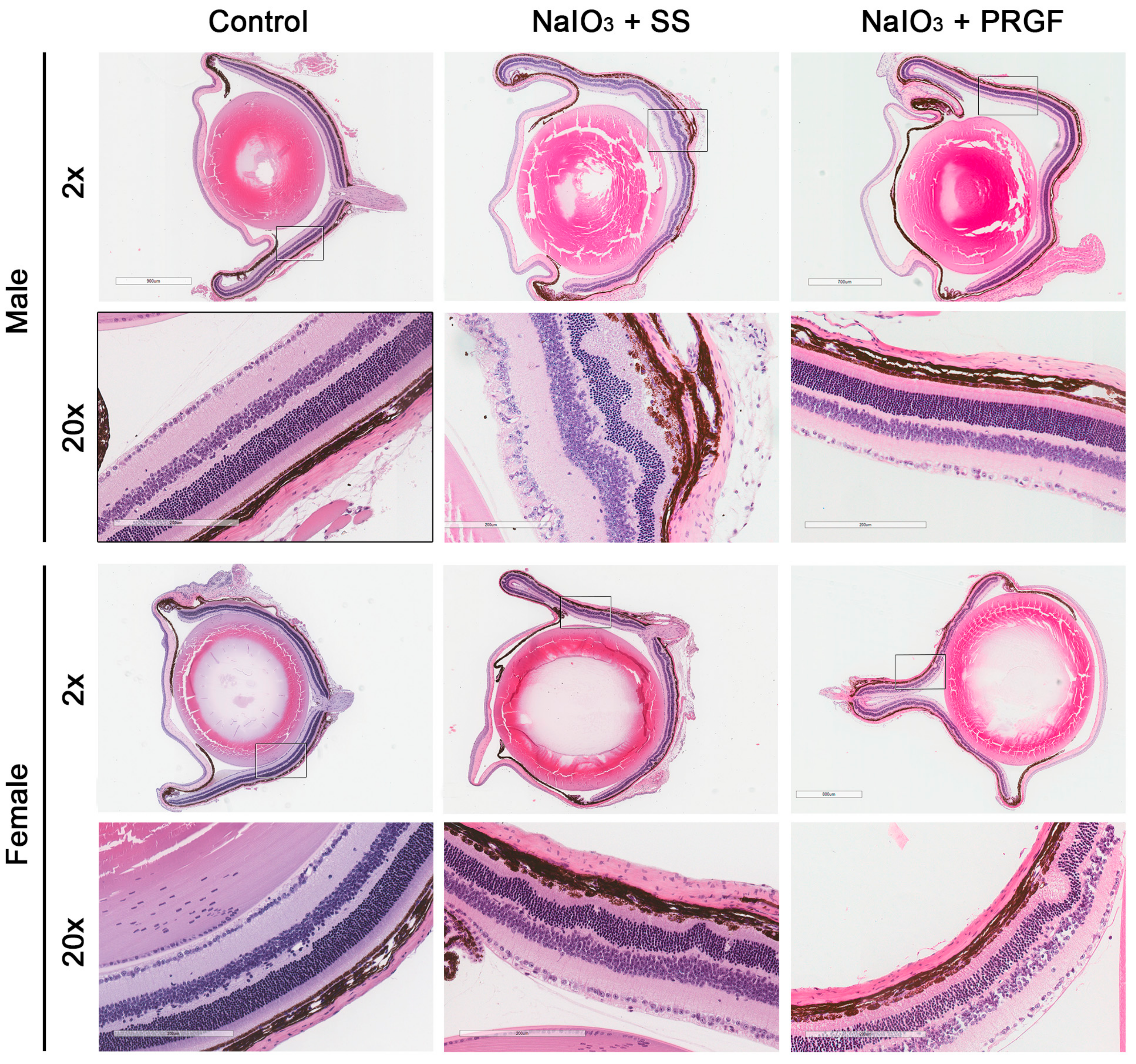 Medicina 60 02036 g002