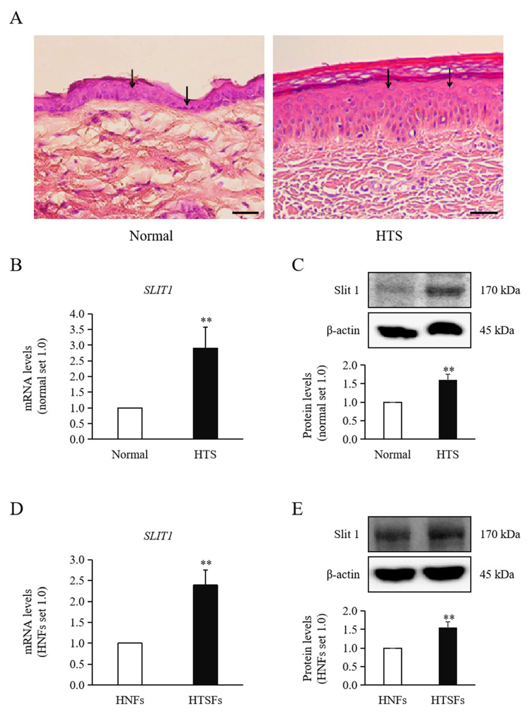 Medicina 60 02051 g001