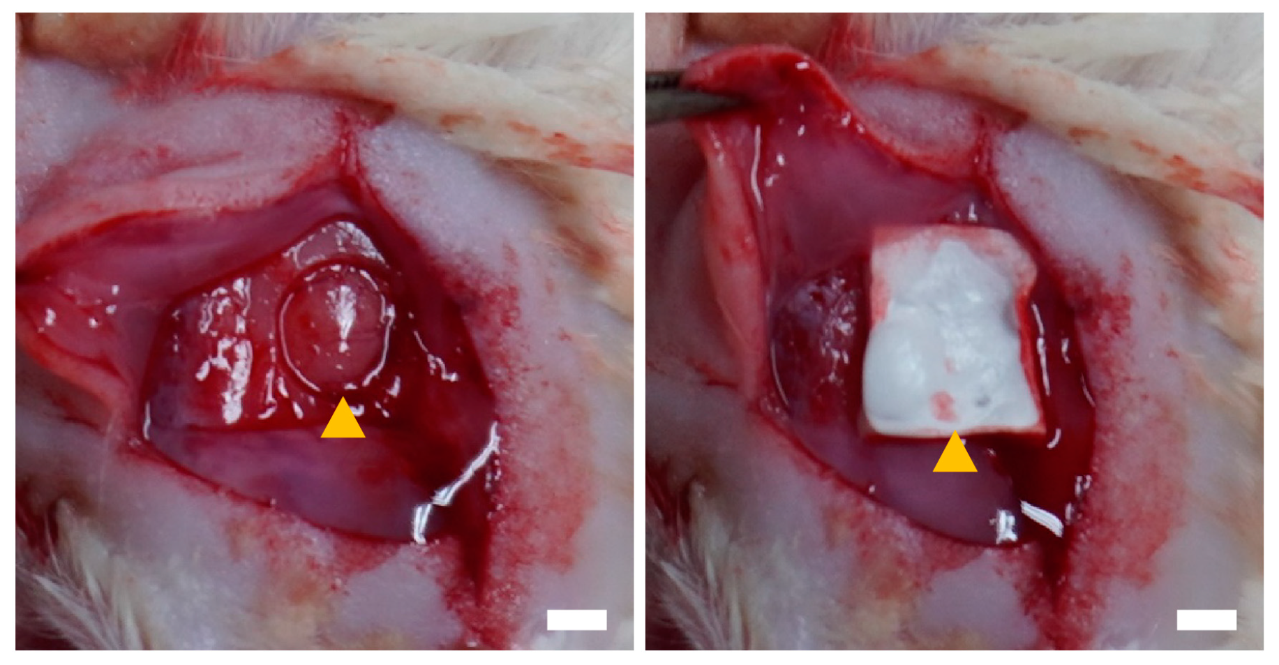 Medicina 61 00057 g001