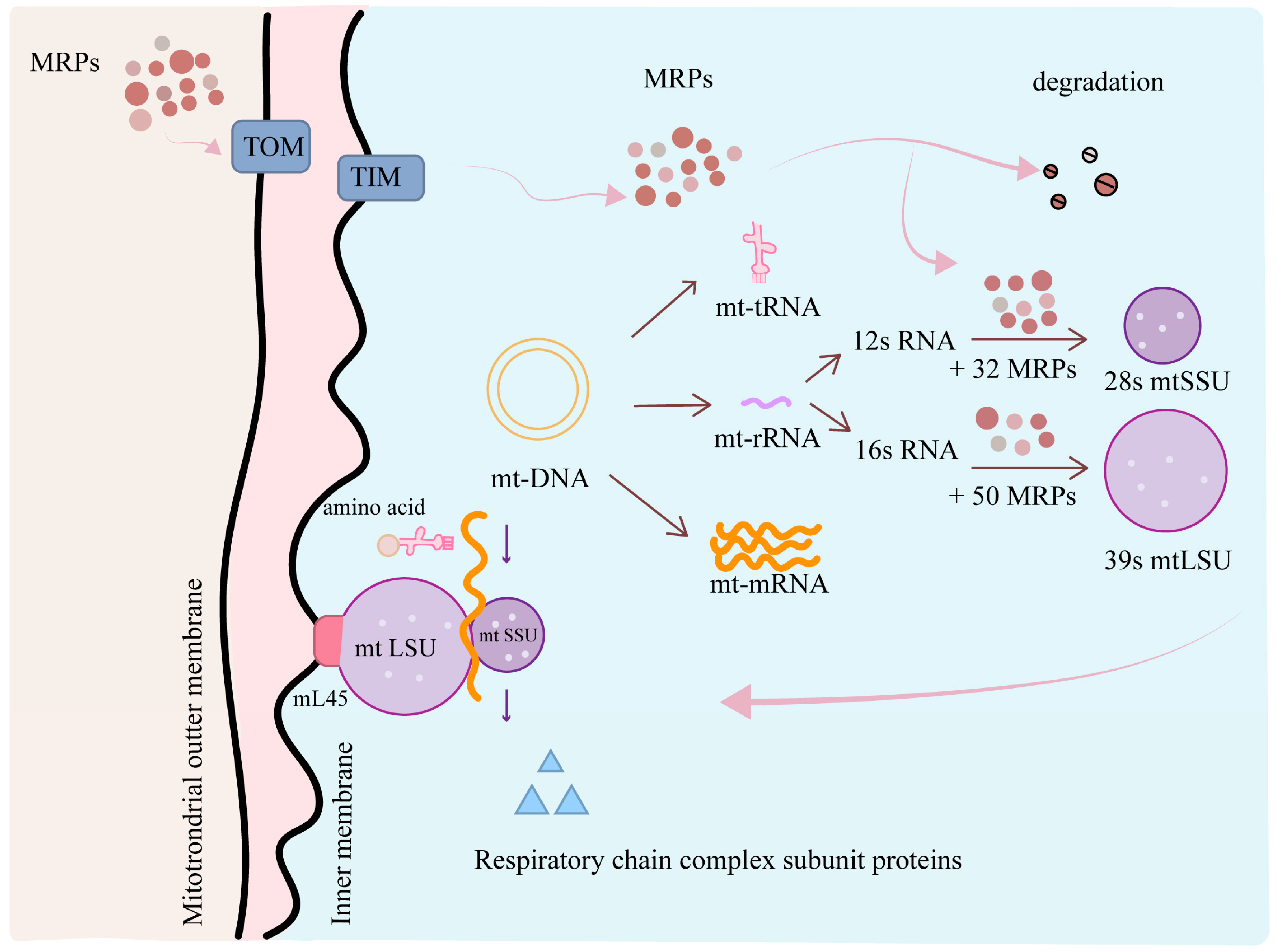 Medicina 61 00096 g001 Medicina 61 00096 g001